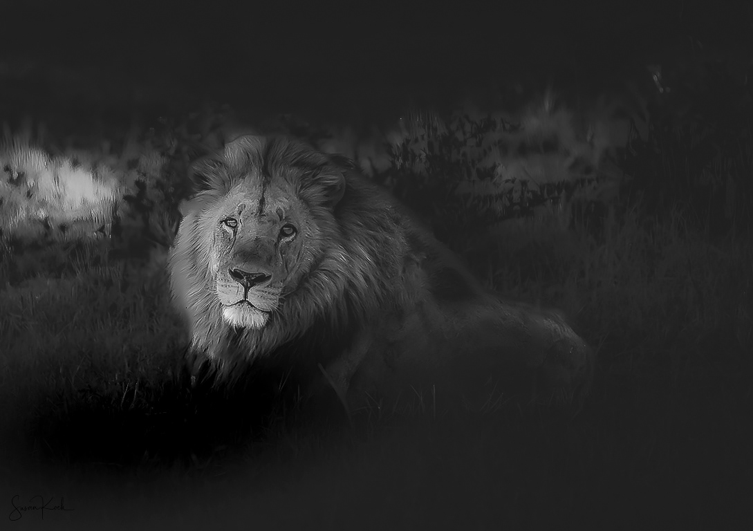 The Drama in a Lion's Face