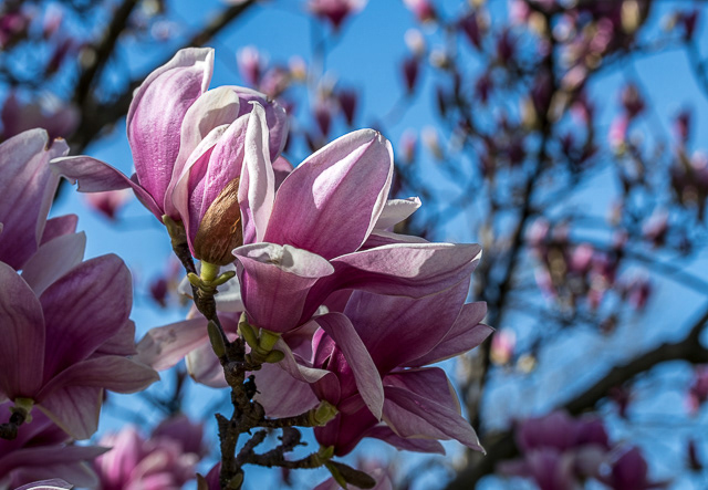 March Magnolia
