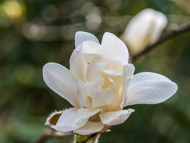 Delicate Bloom