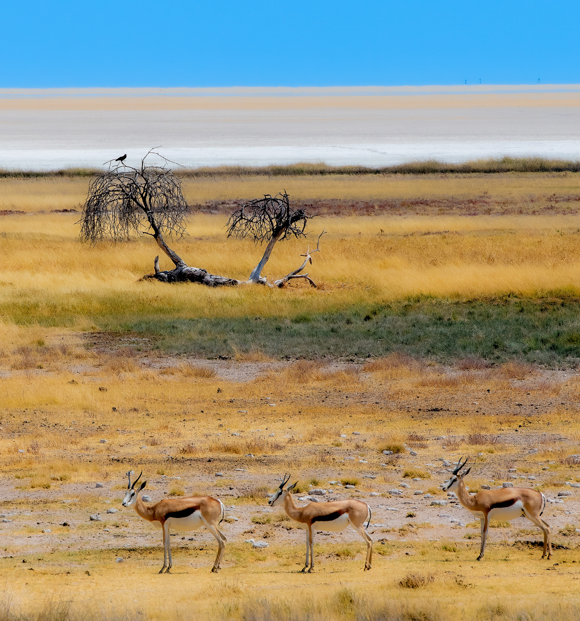 Sprinkbok Standing