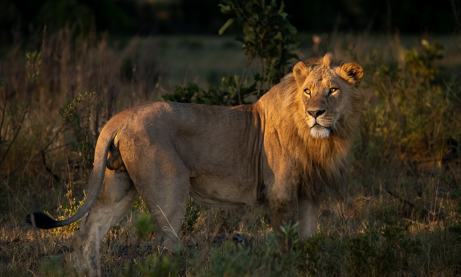I'm the King of the Jungle!