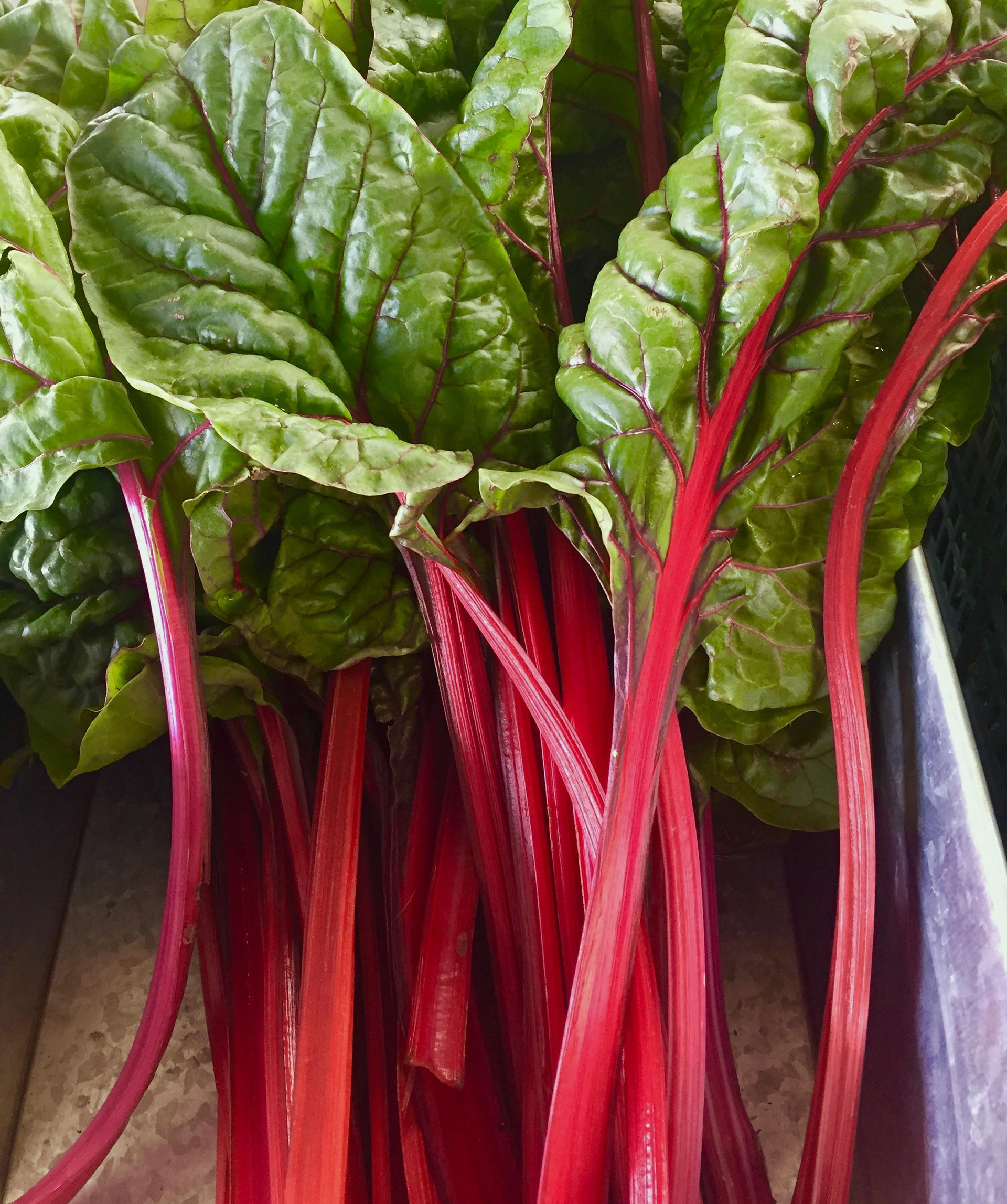 Gorgeous Rhubarb