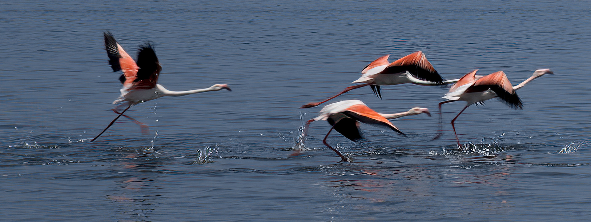 Take Off - Flamingos in Namibia