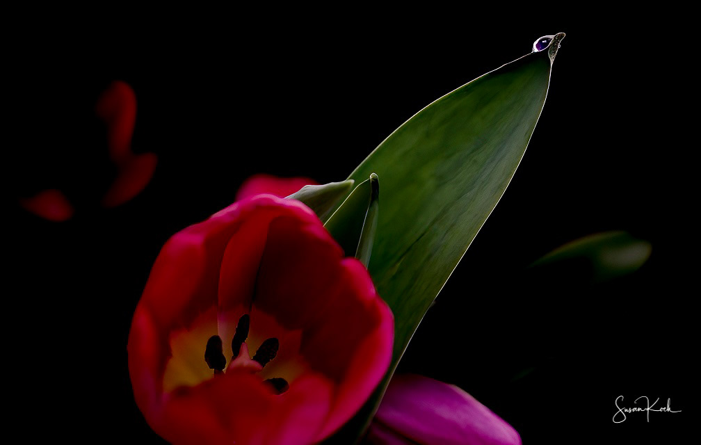 The Teardrop