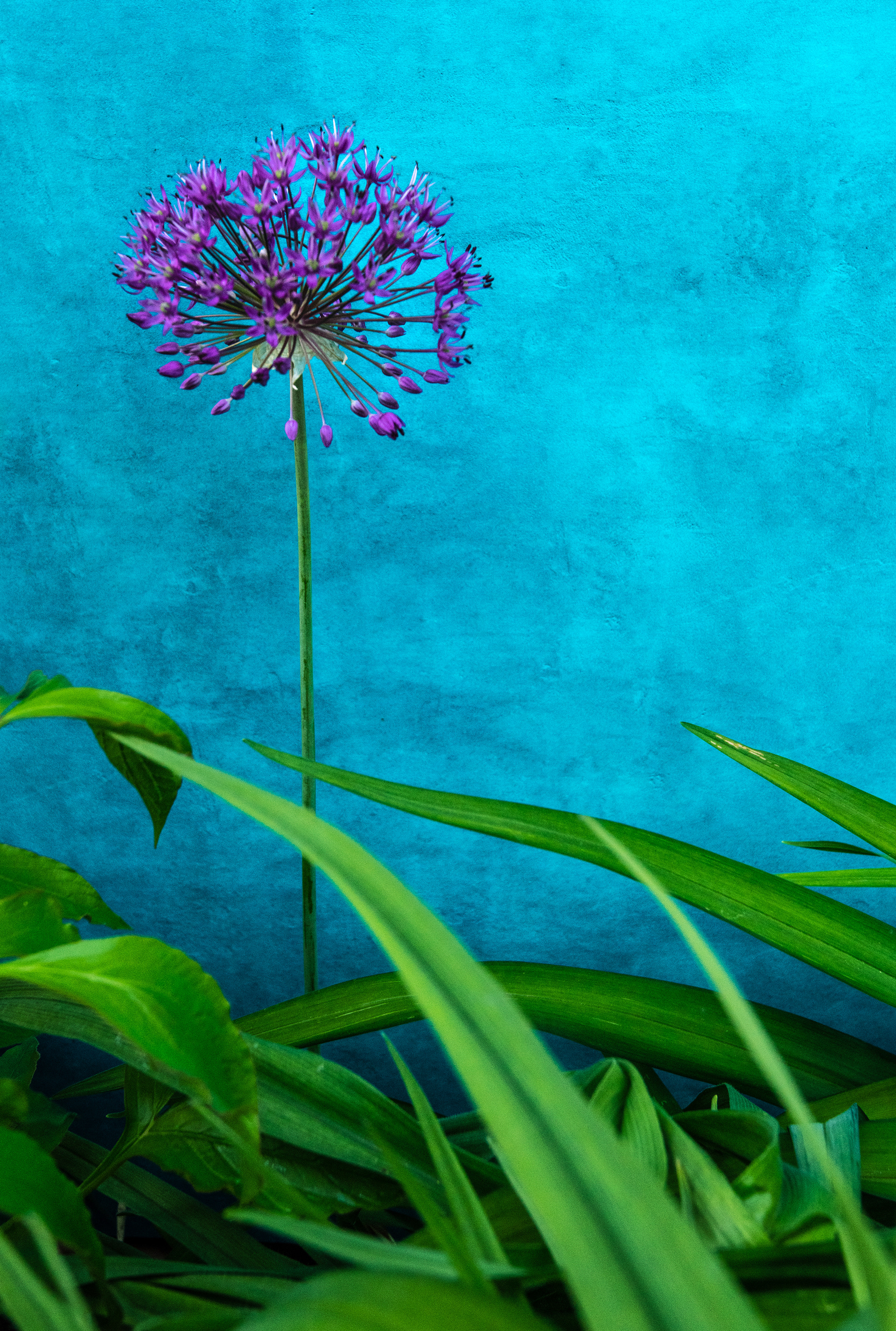 Allium