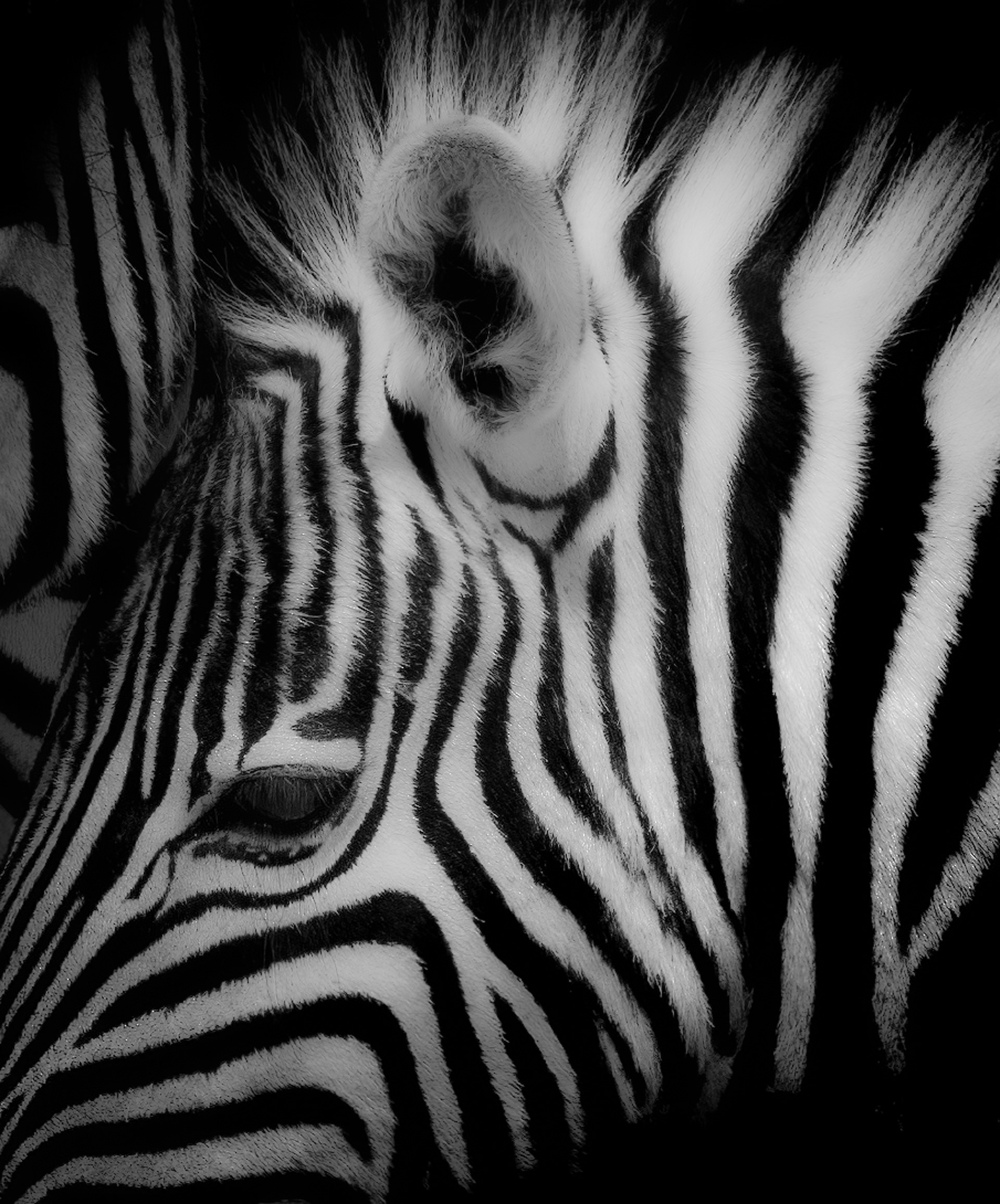 Stripes