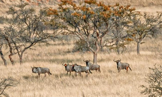 Wildebeest
