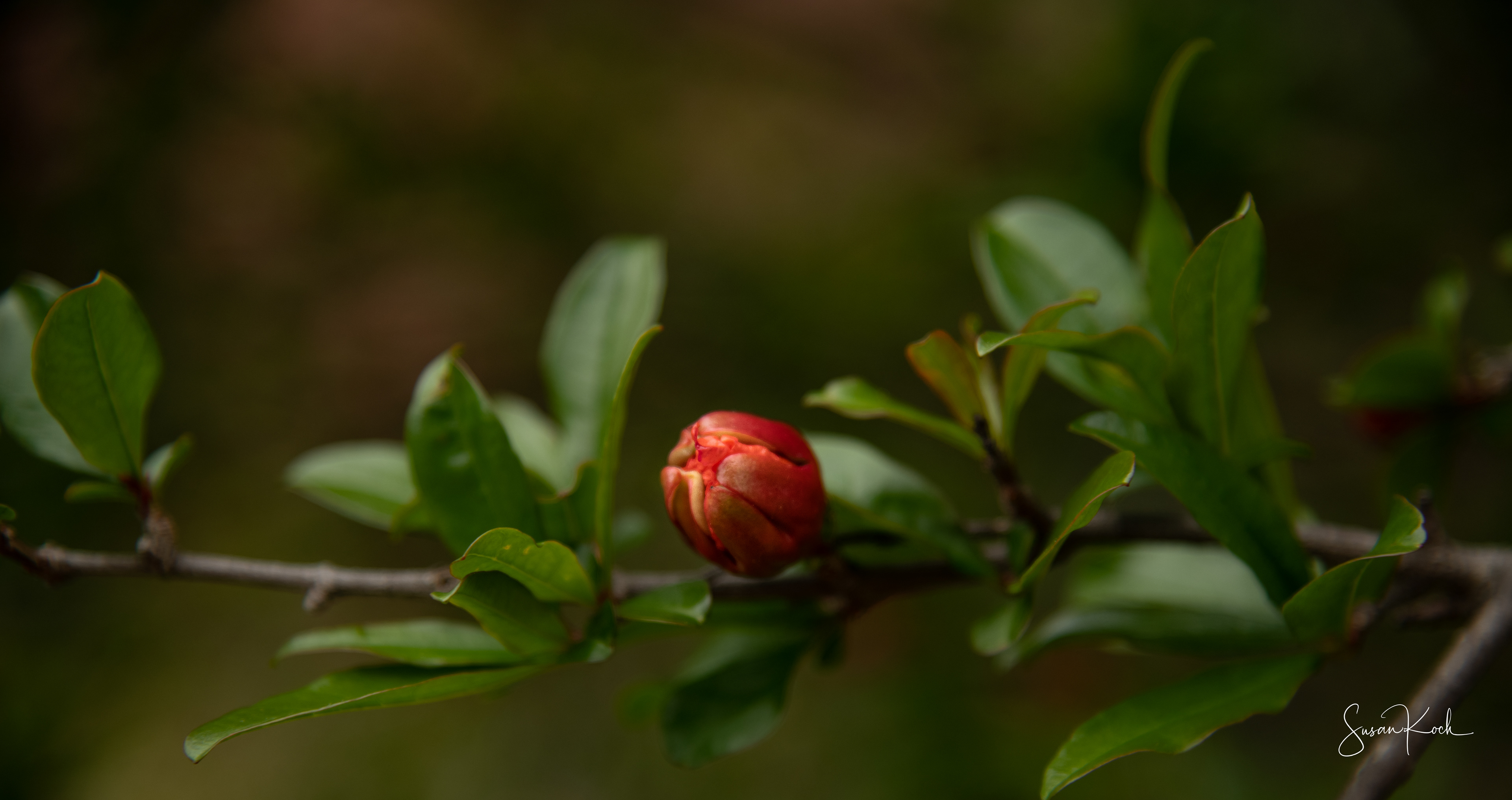 Red Bud