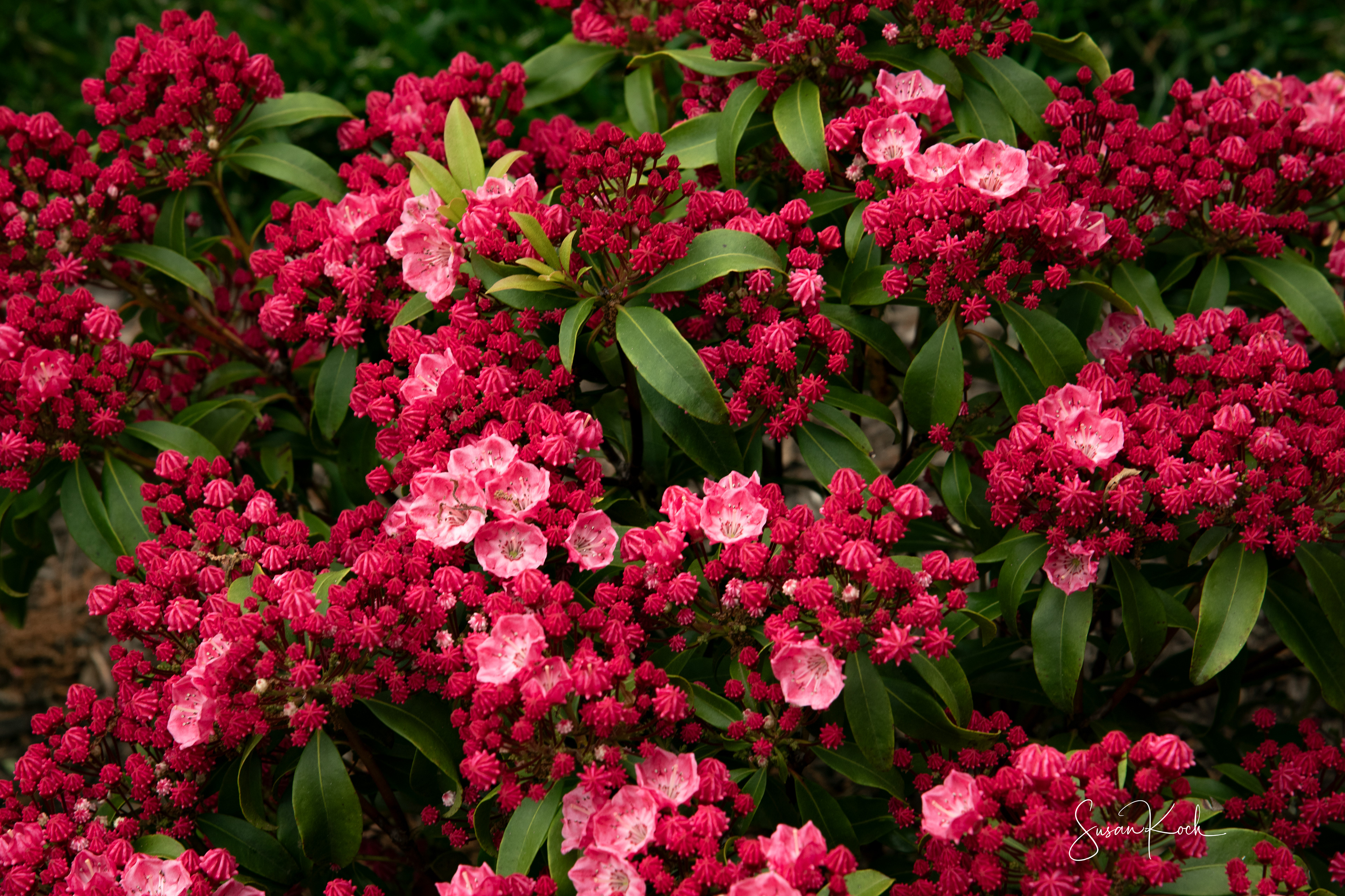 Mountain Laurel