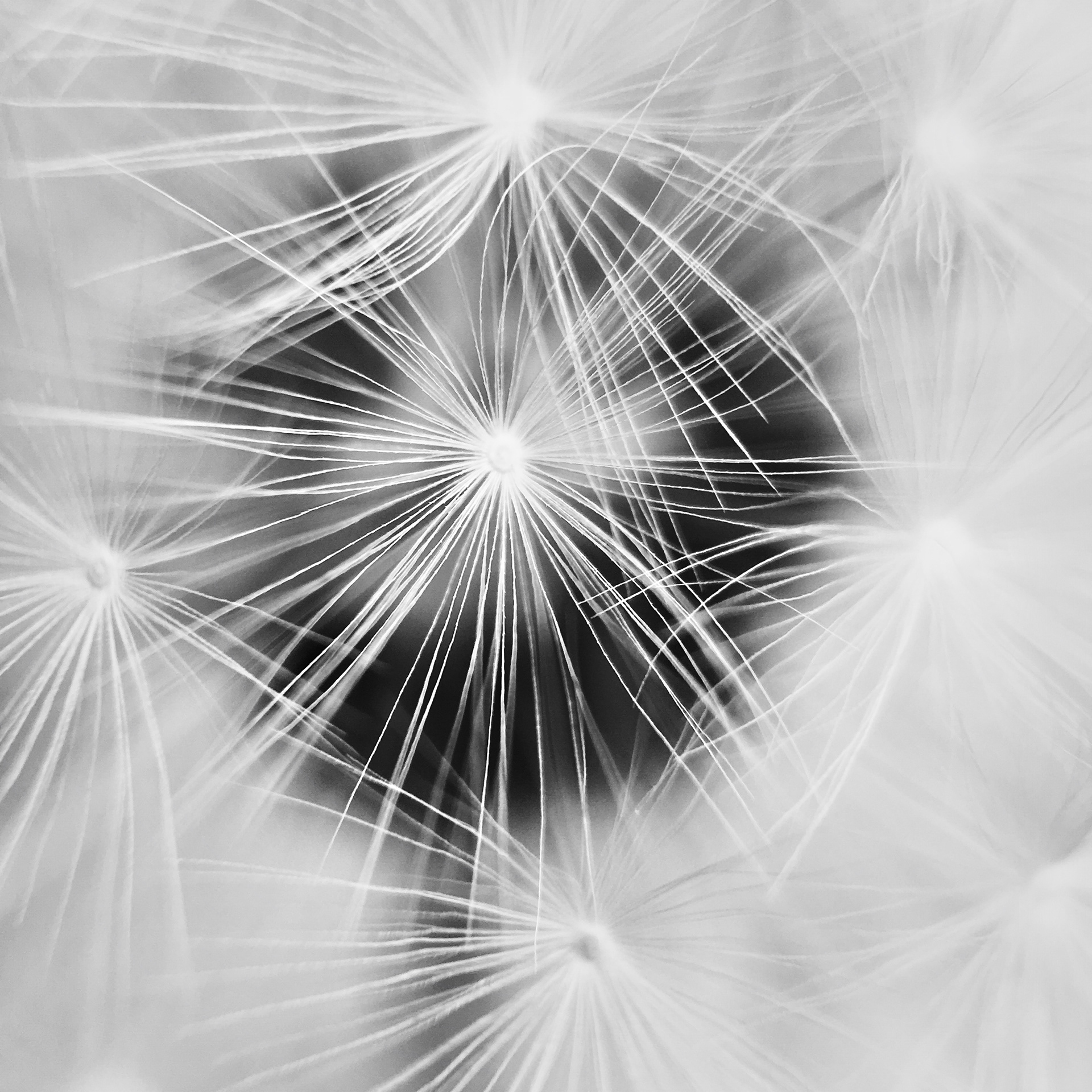Honorable Mention, Macro & Details, 8th annual MPA