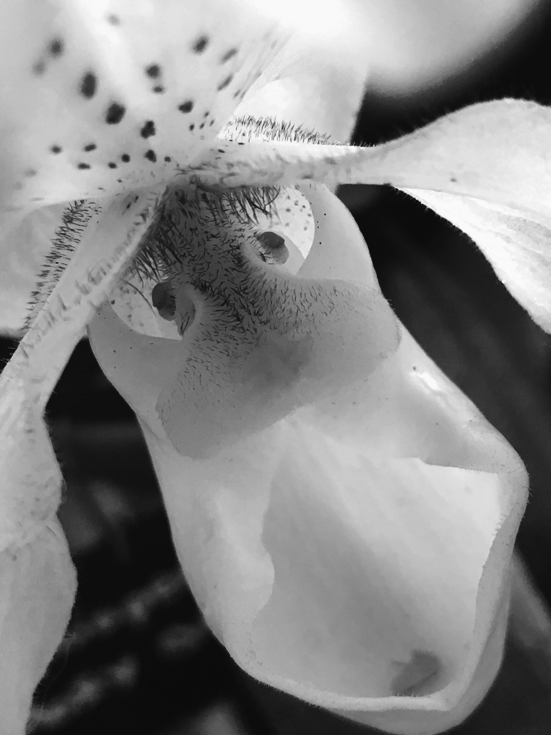 Honorable Mention, Macro & Details, 7th annual MPA