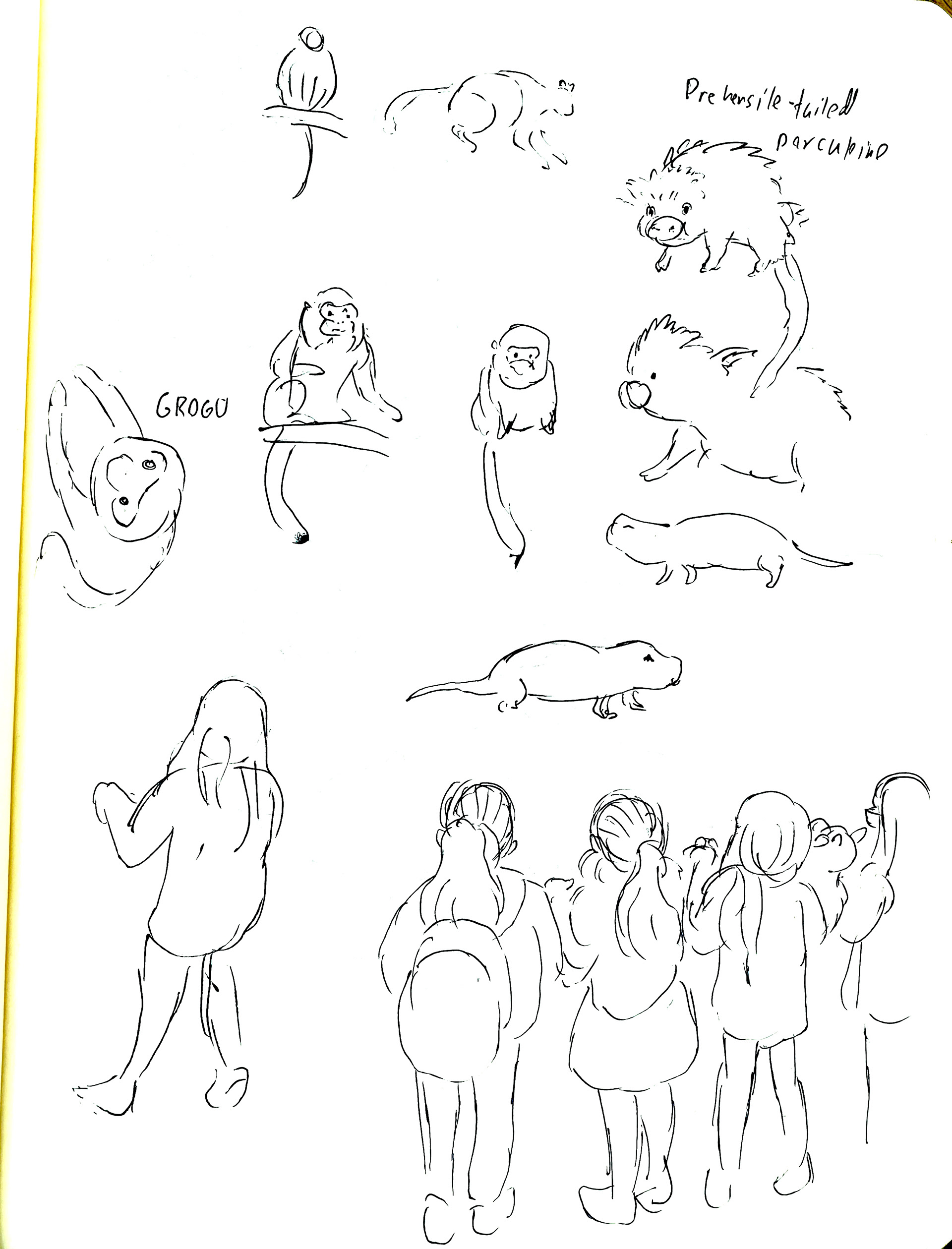 Sketches from the Philadelphia Zoo