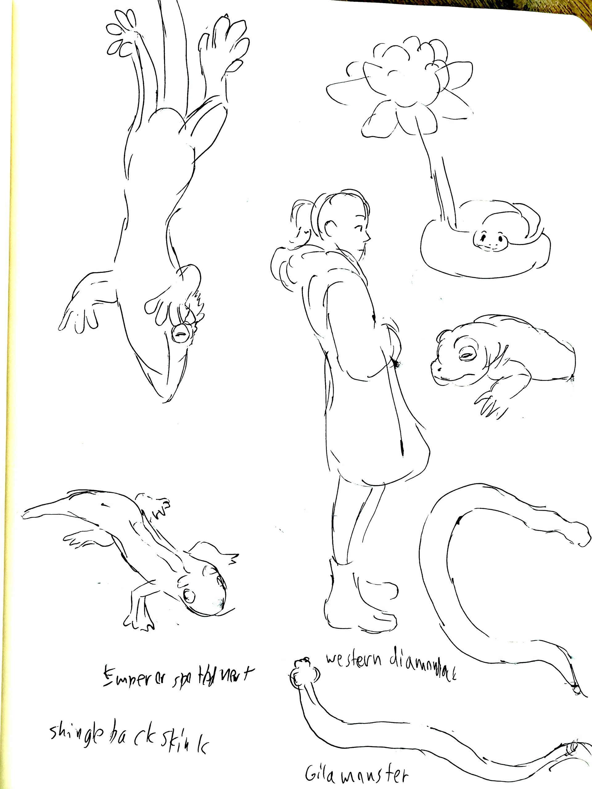 Sketches from the Philadelphia Zoo