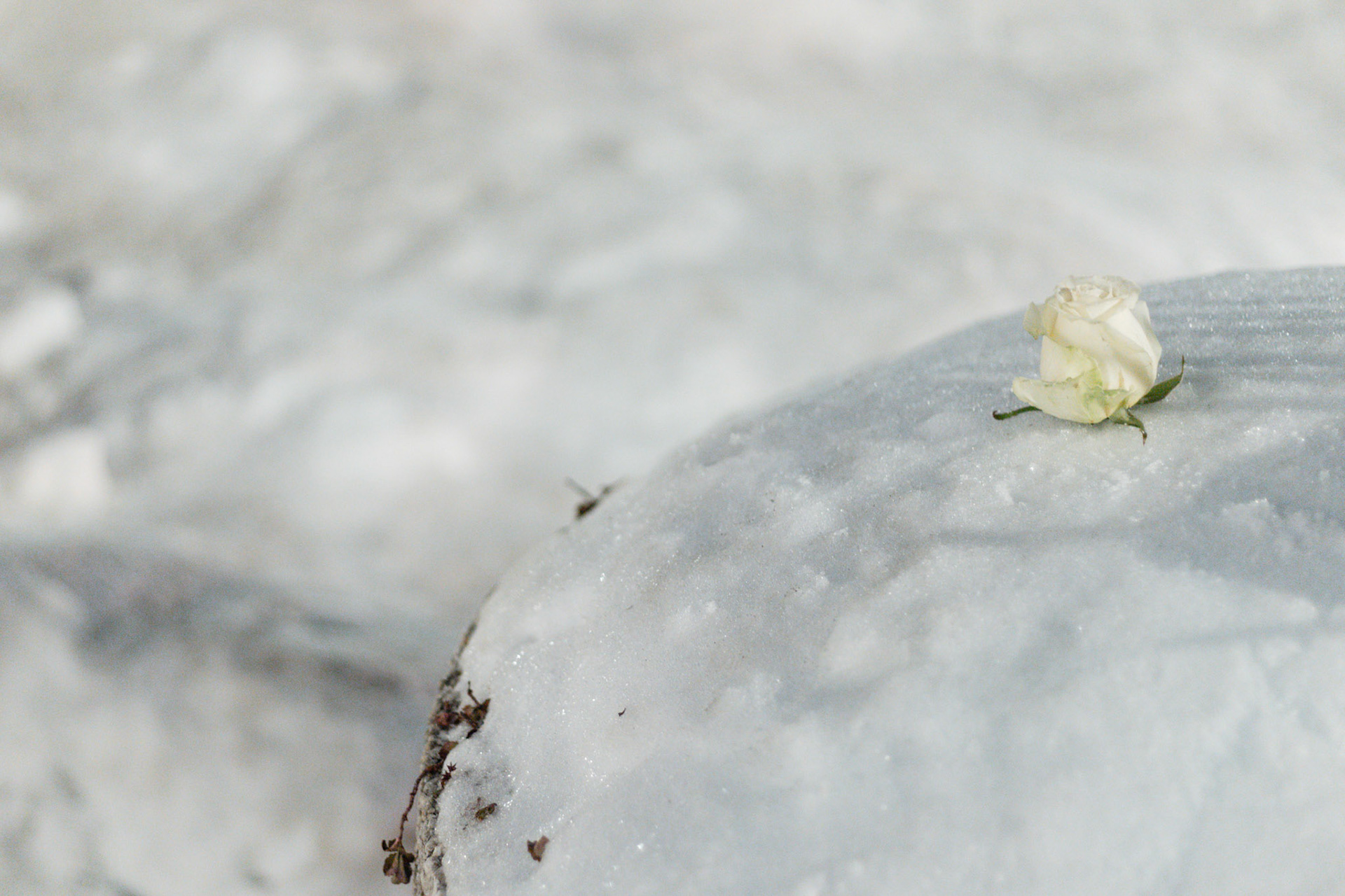 A single rose sits in the snow piled atop a planter during a vigil honoring Alex Pretti outside the Department of Veteran Affairs headquarters in Washington, D.C. on Jan. 28, 2026. Hundreds gathered here, and across the country, to honor his life and legacy after he was shot and killed by Border Patrol agents in Minneapolis days prior.