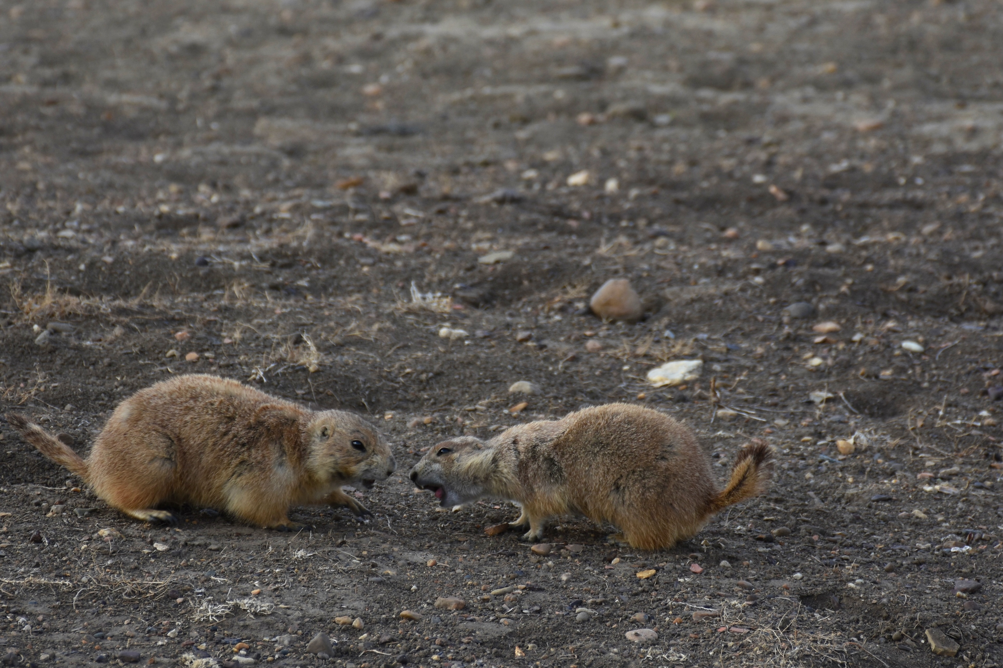 Theodore Roosevelt National Park