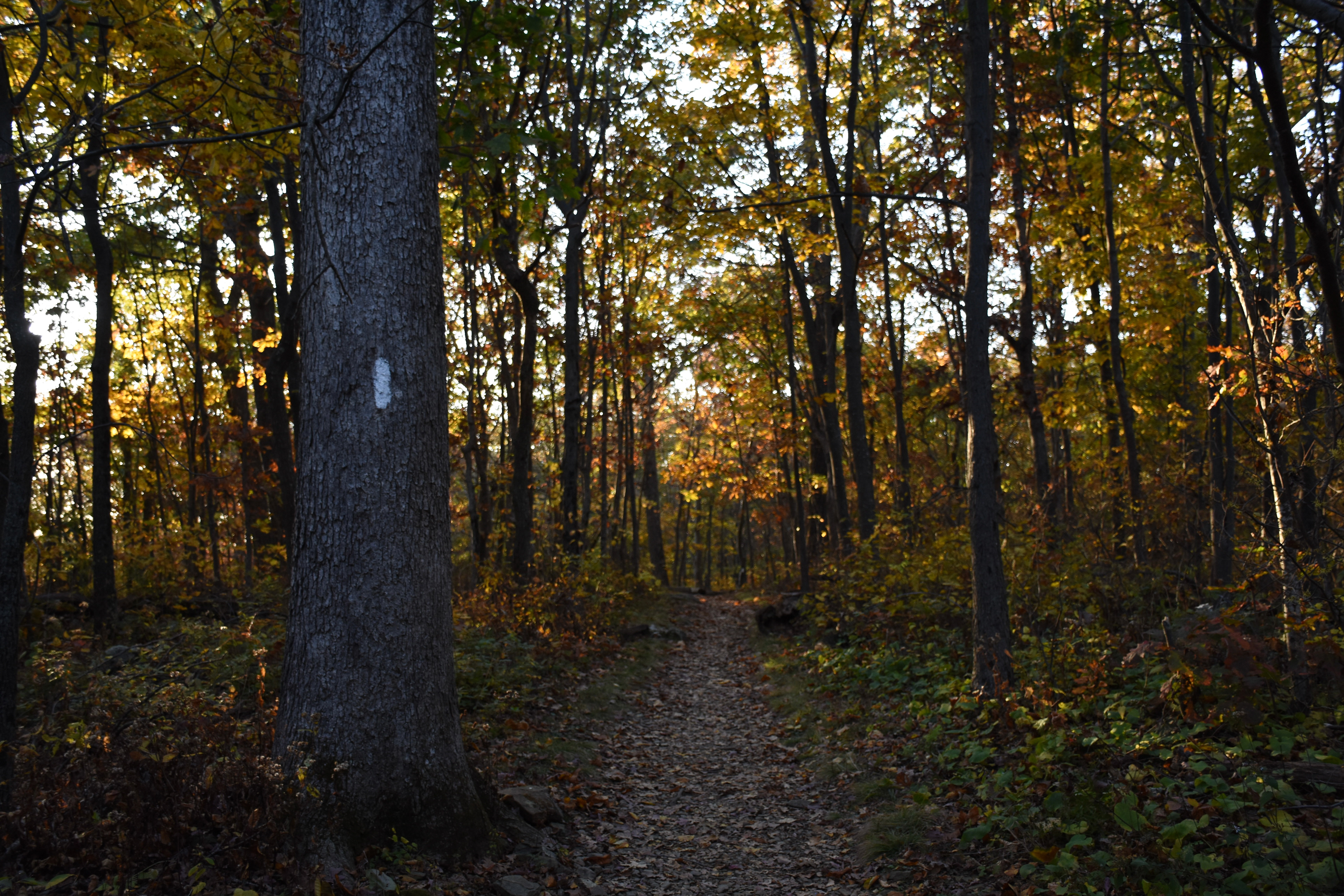 Shenandoah National Park