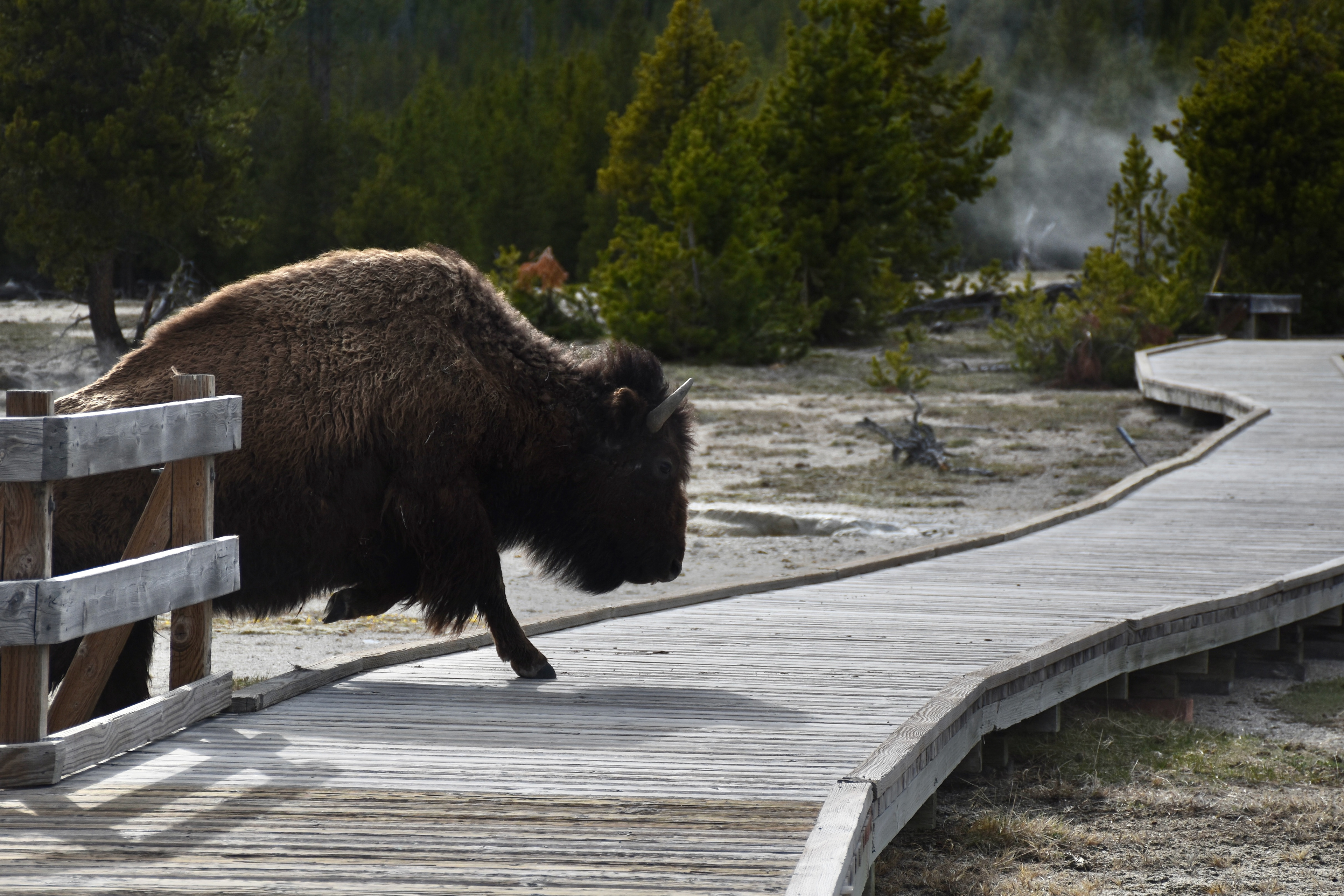 Yellowstone National Park