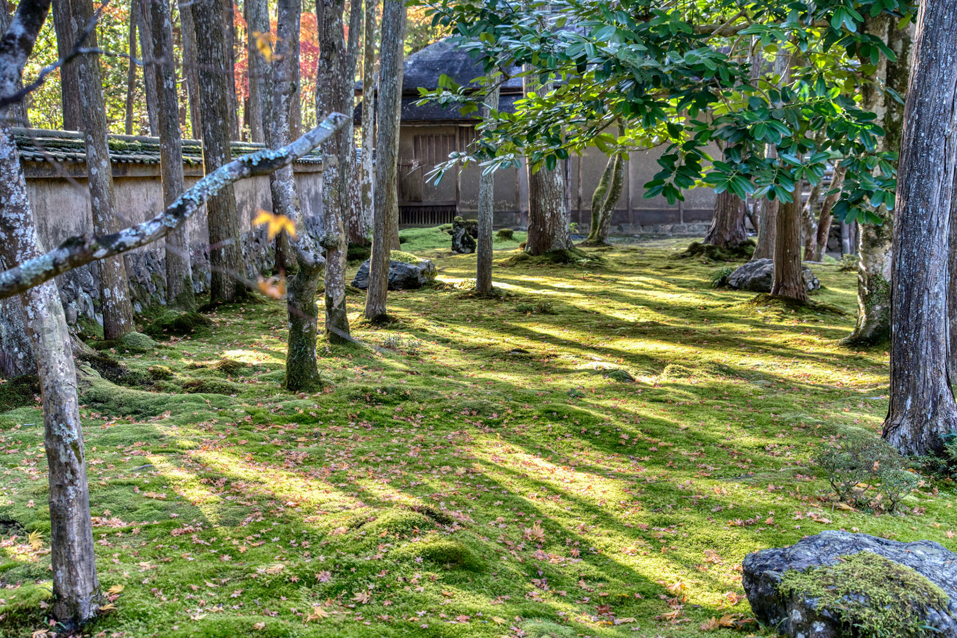 moss garden