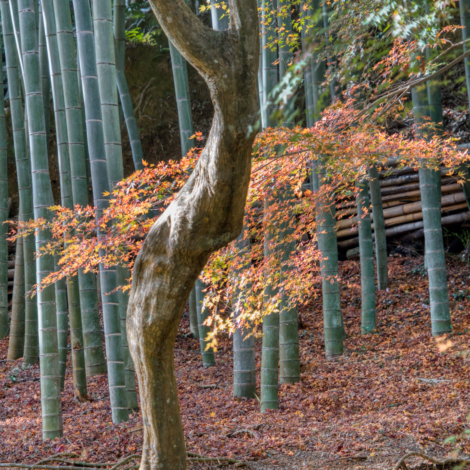 bamboo and maple