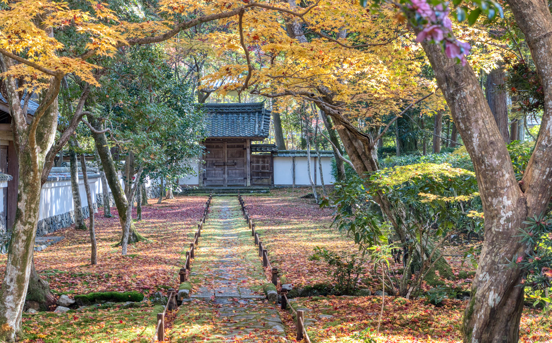 tree-lined pathway
