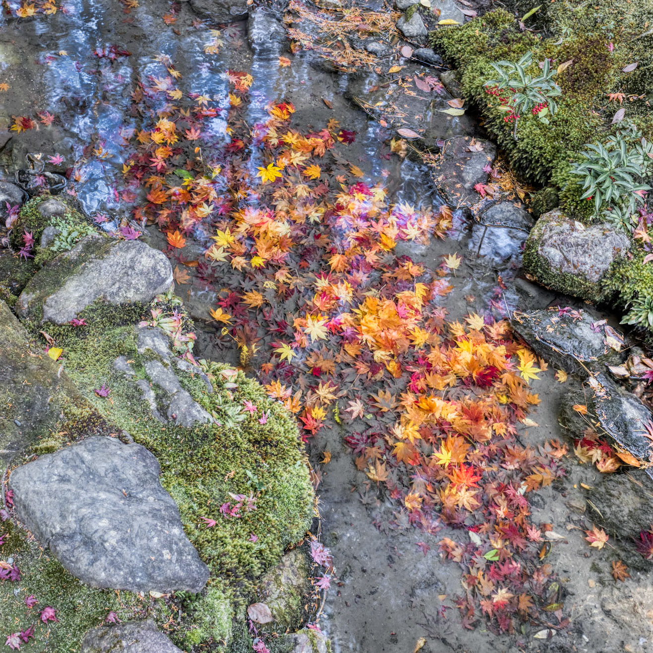 hunting for red leaves