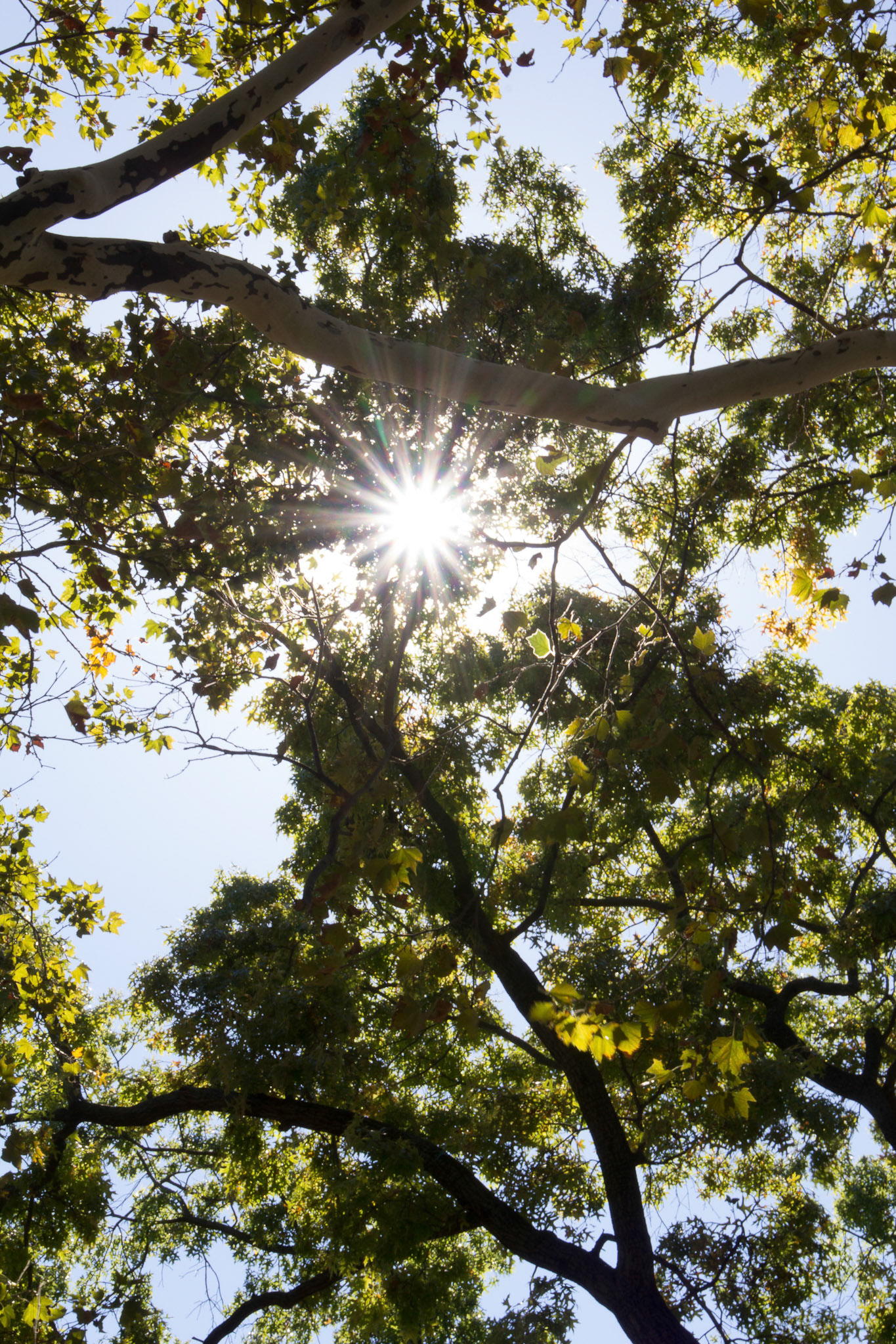 Trees Sun