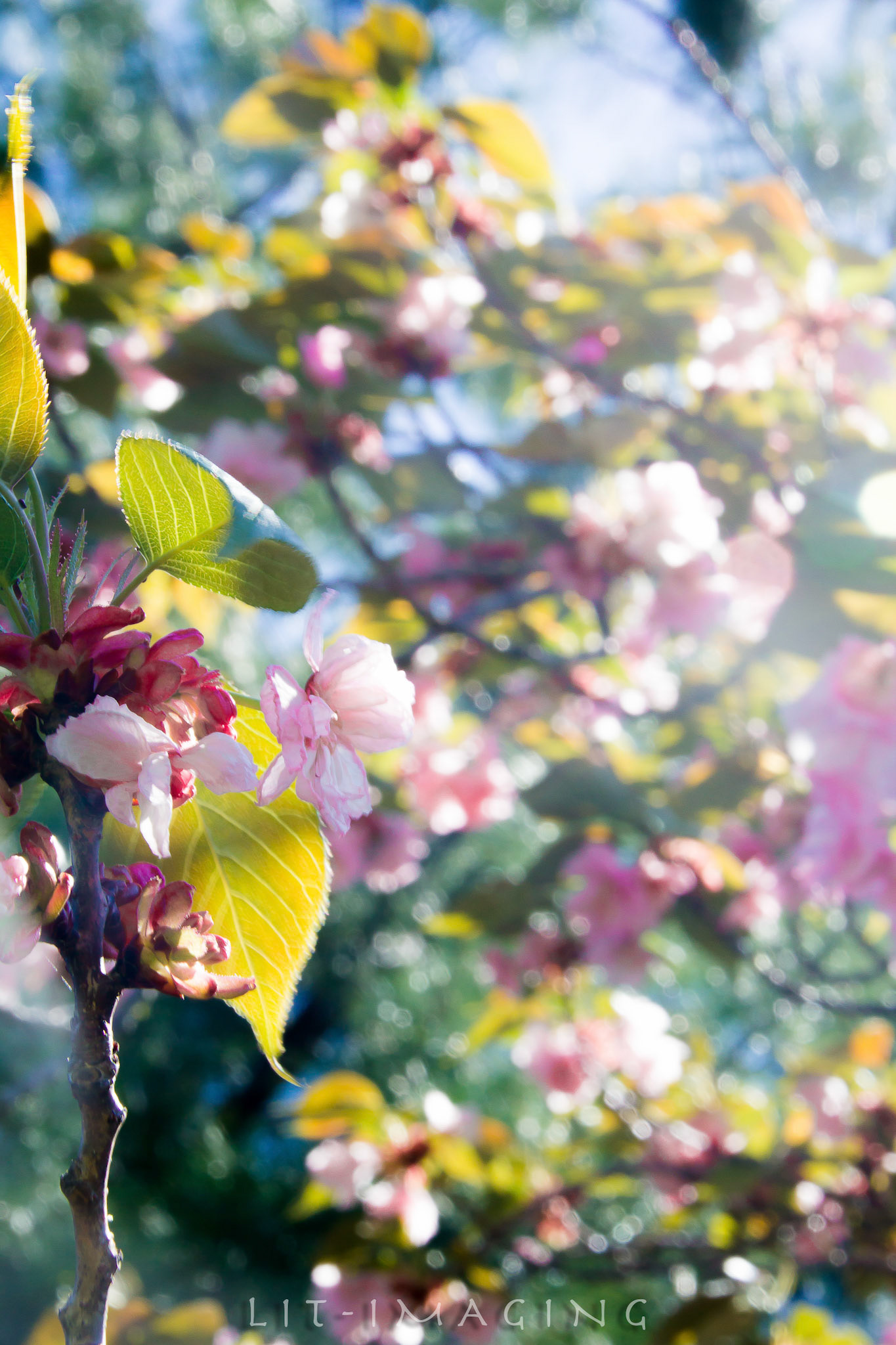 Blossoms