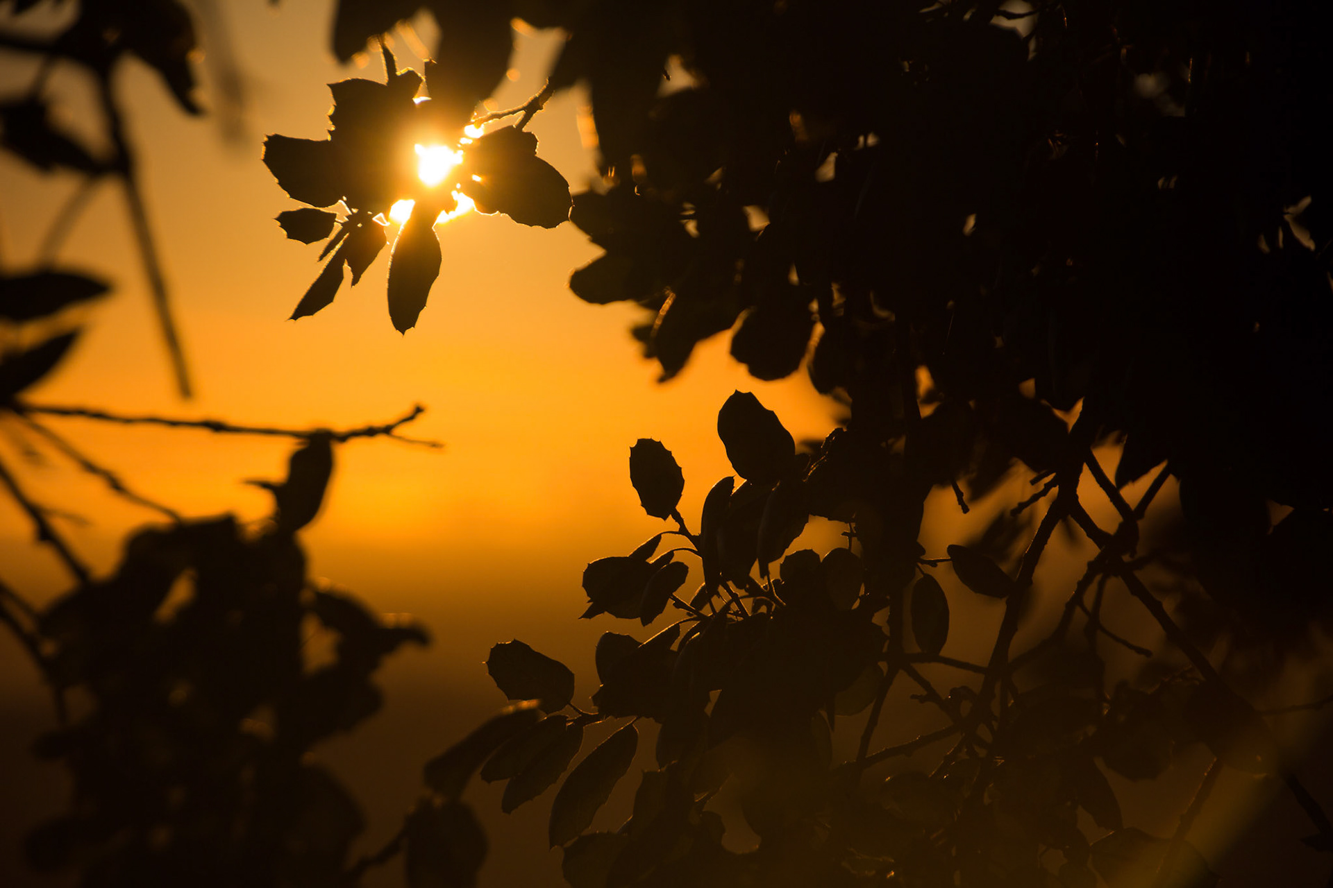 Leaves Sunset