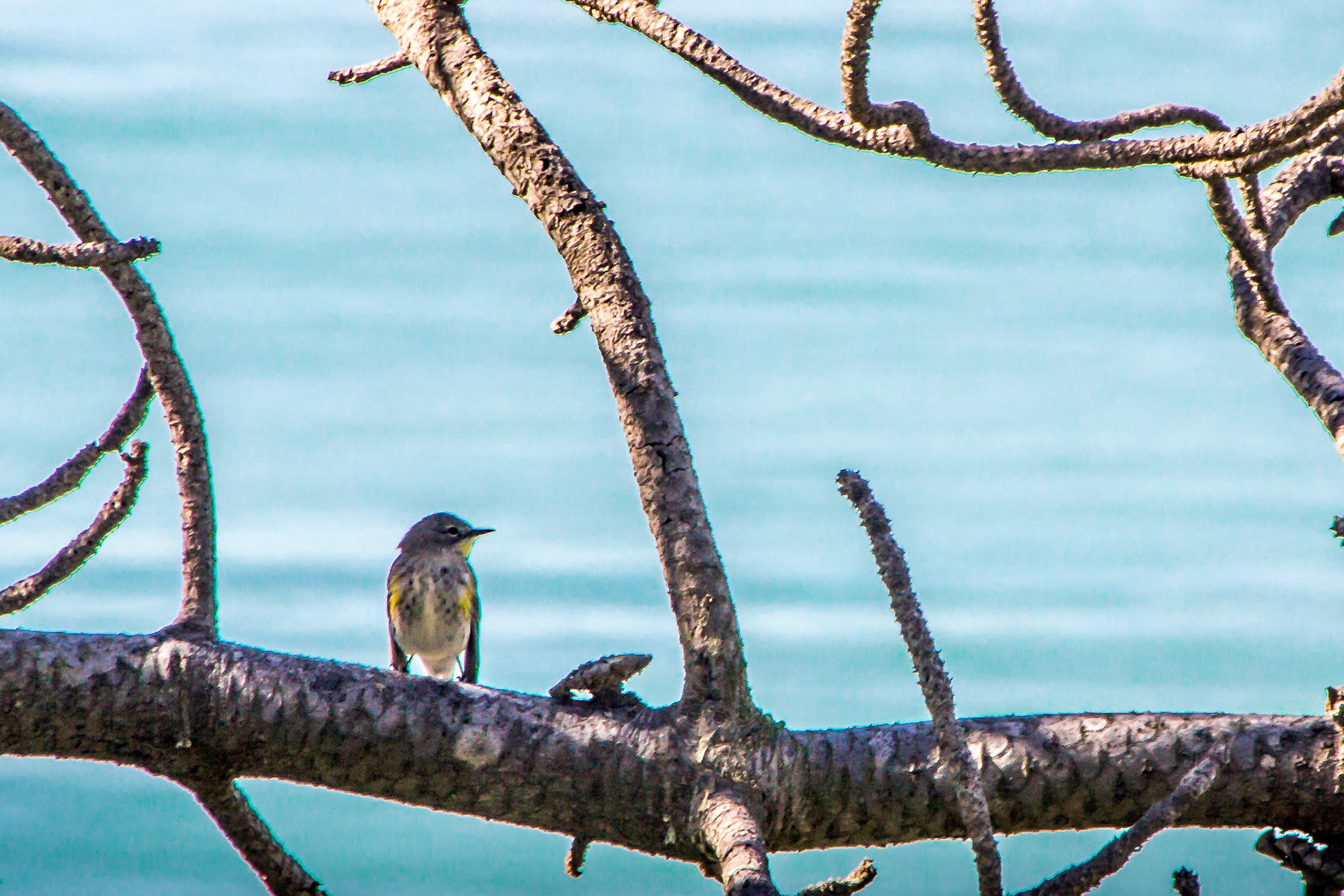 Bird on Branch