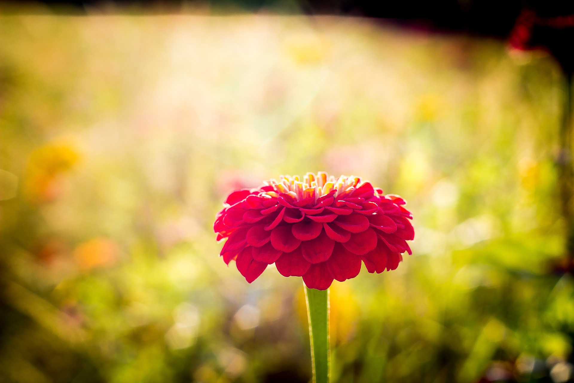 Wildflower1