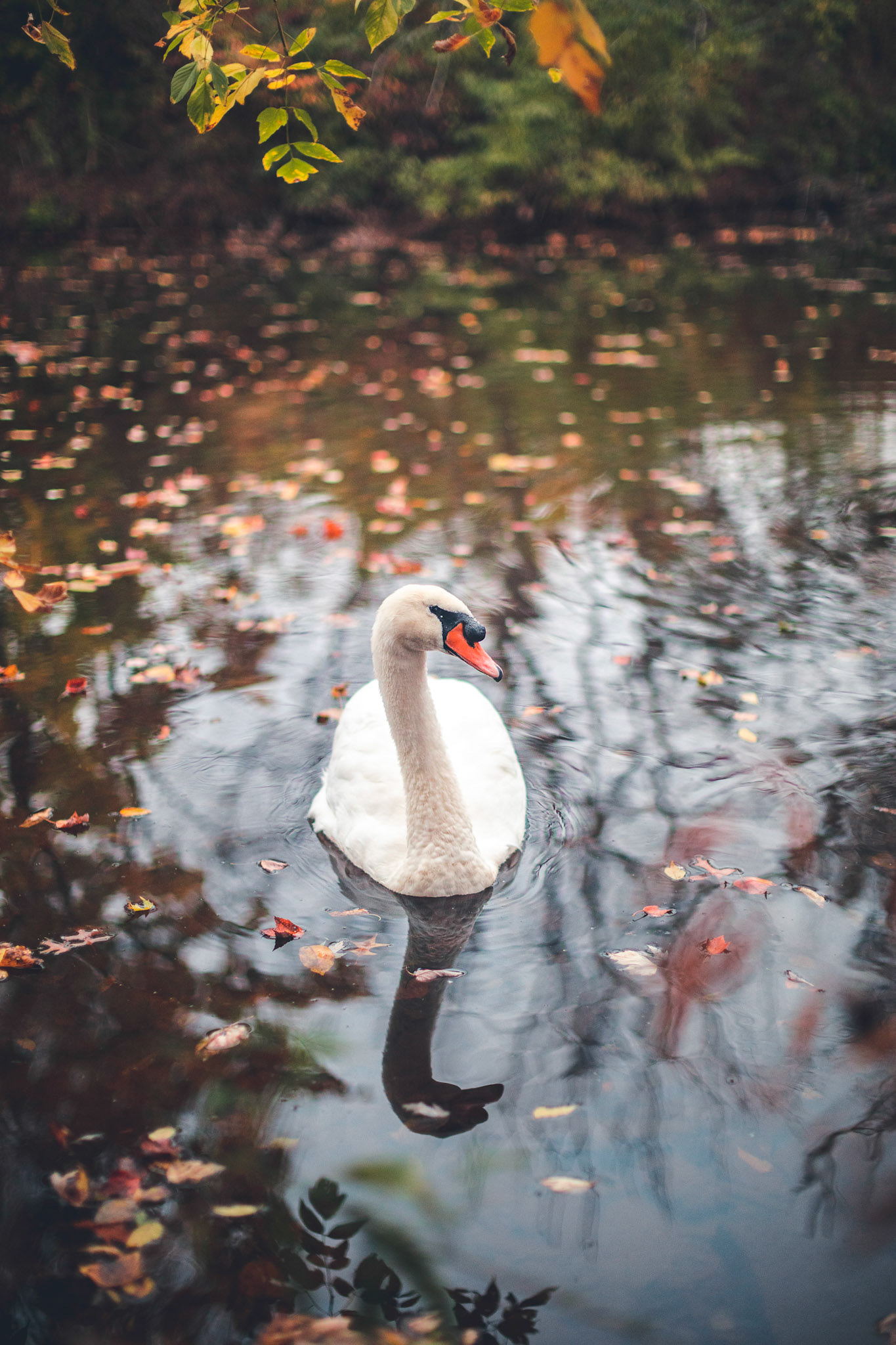 Swan