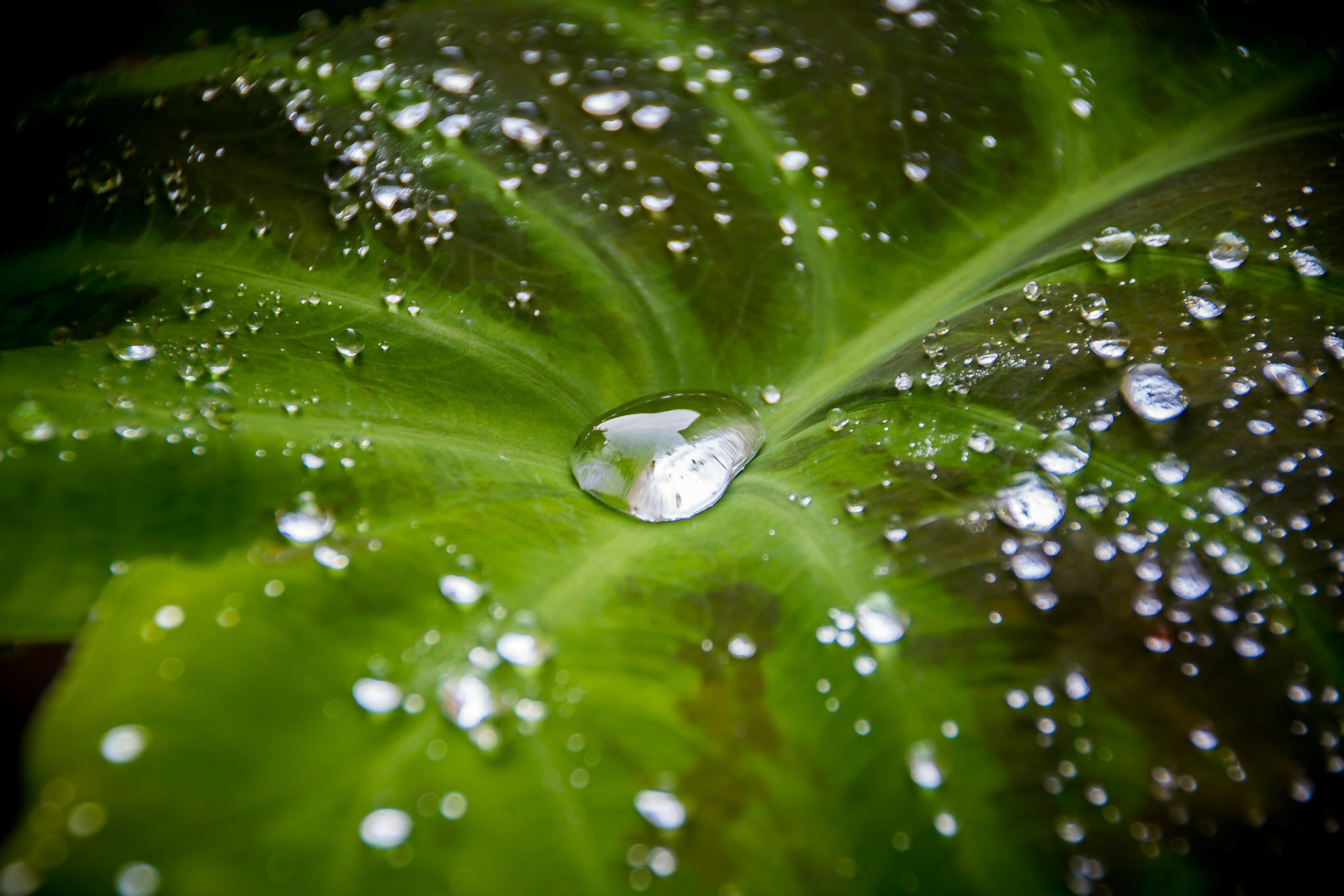 Water Drop Leaf