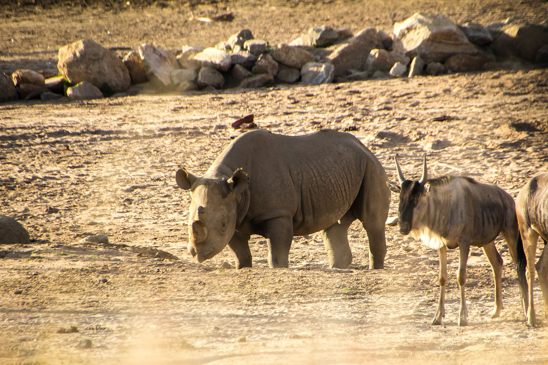 Rhino