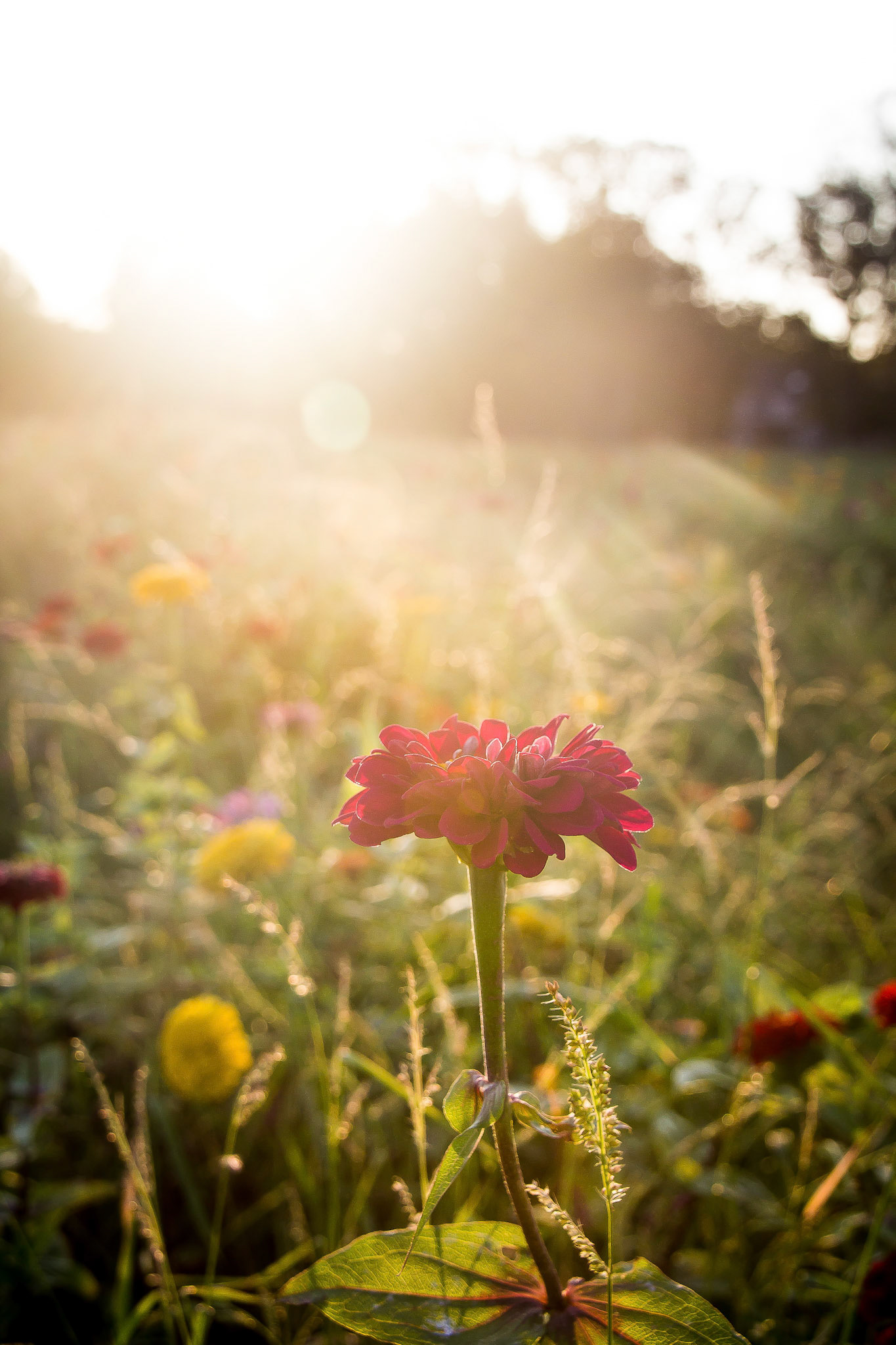 Wildflower3