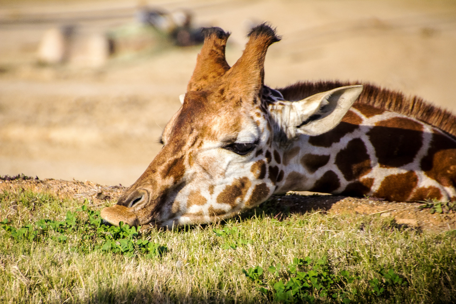 Giraffe