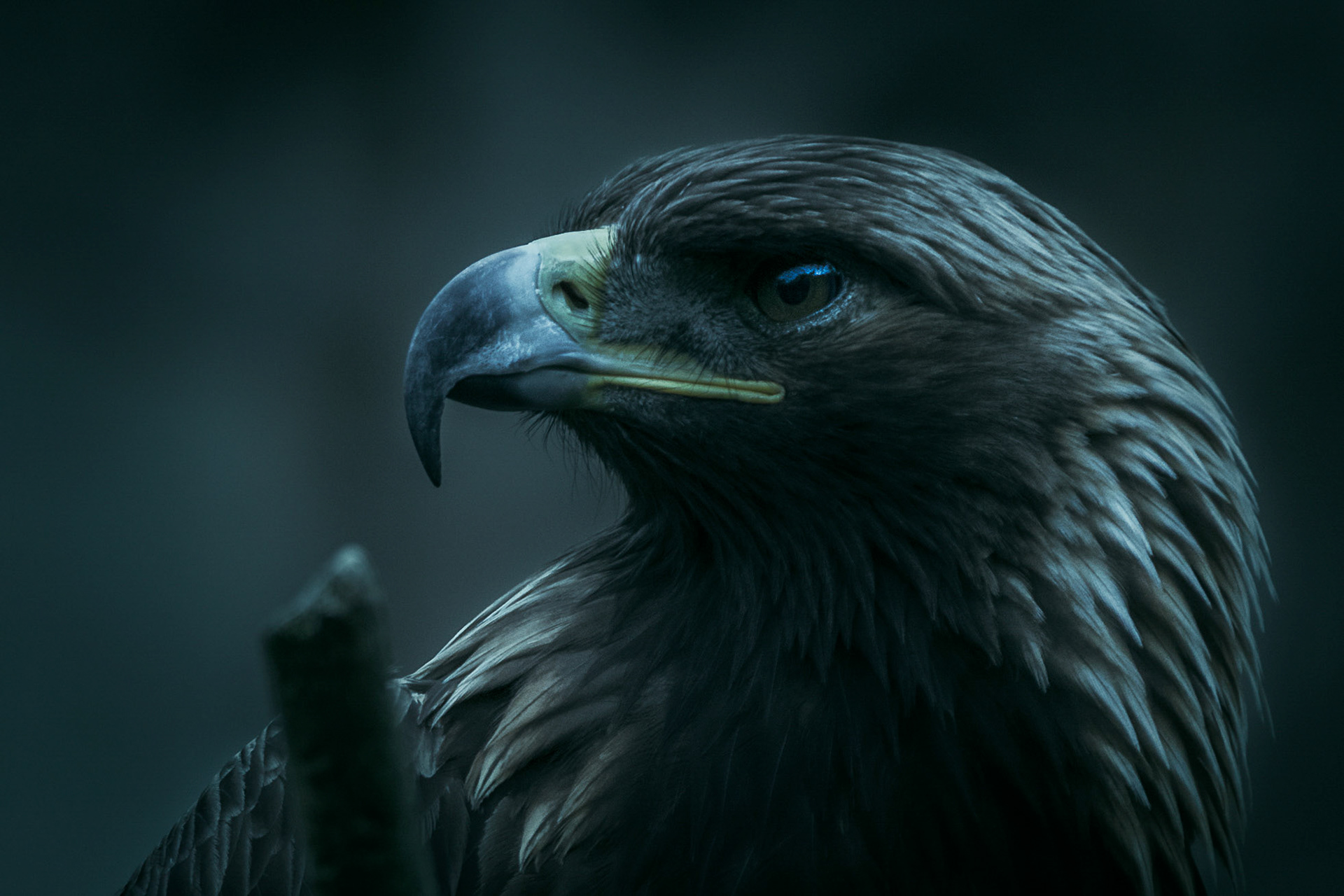Golden Eagle 1