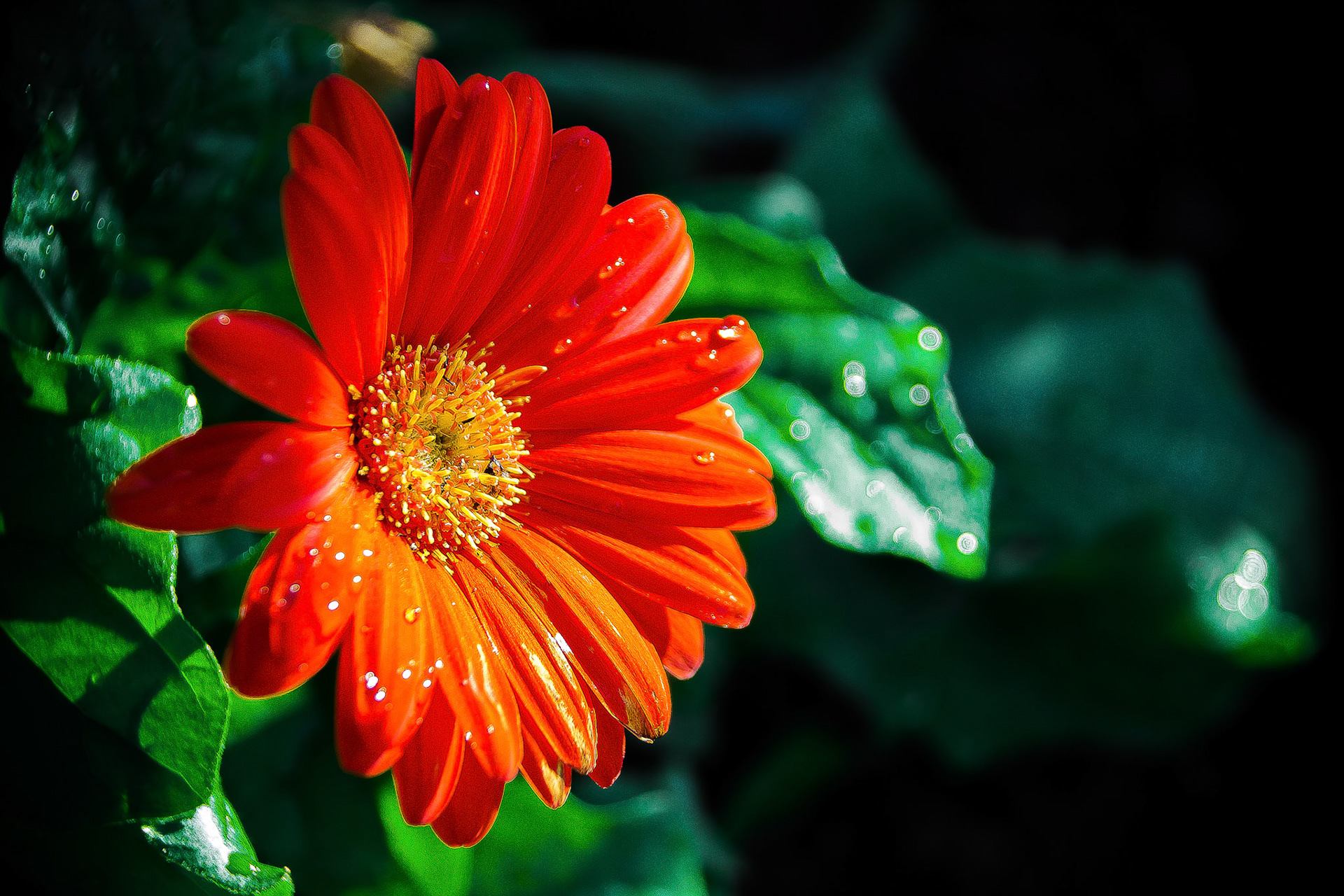 Orange Flower