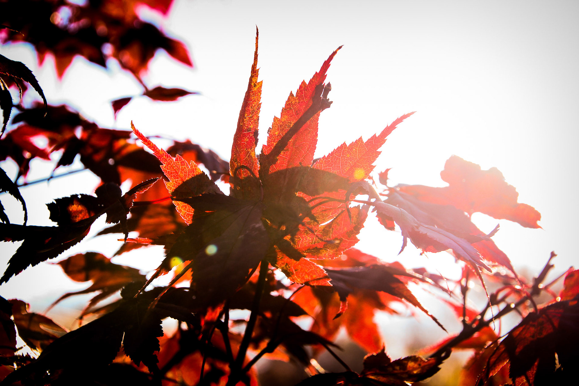 Red Leaves