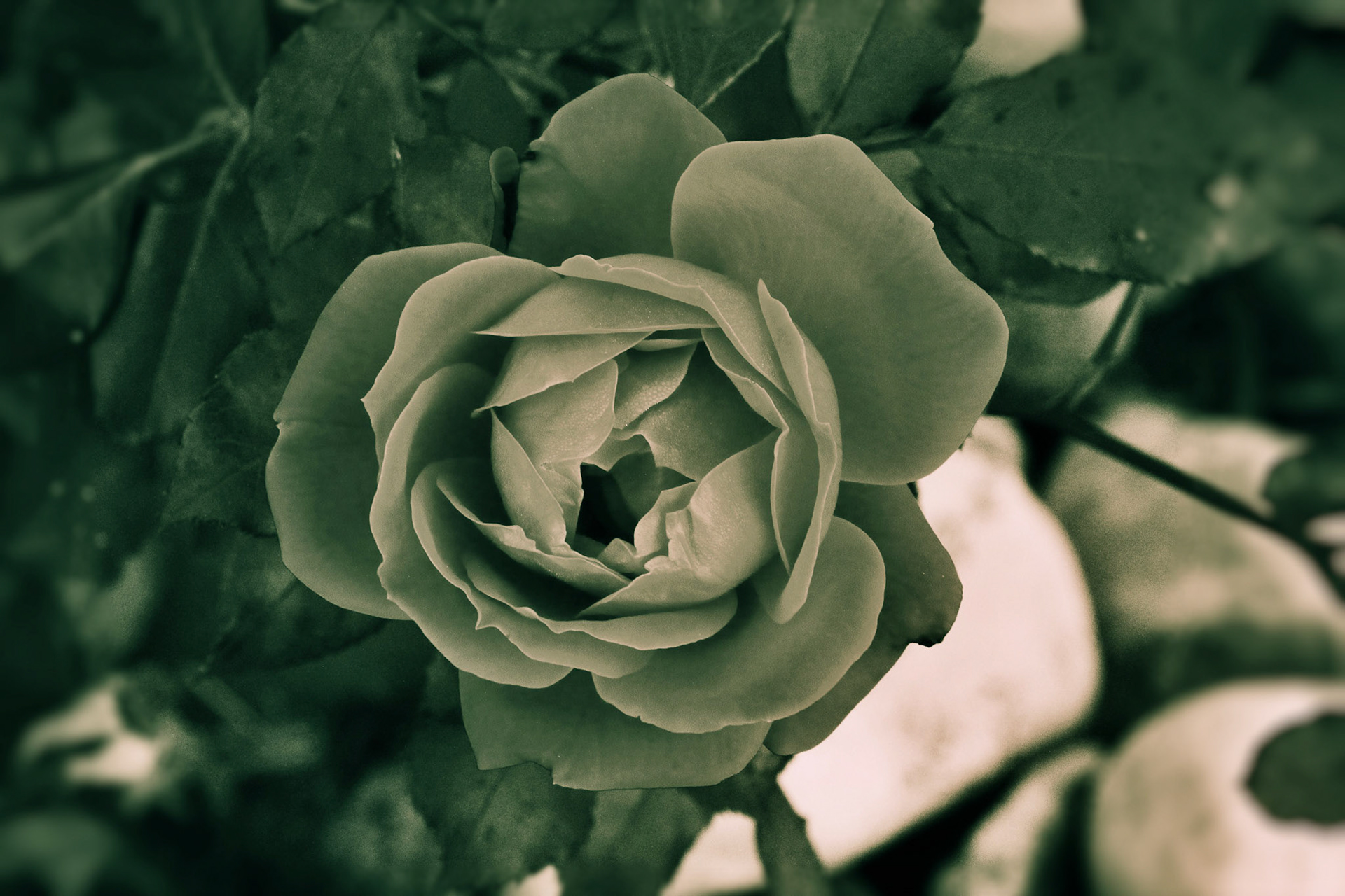 BW Rose