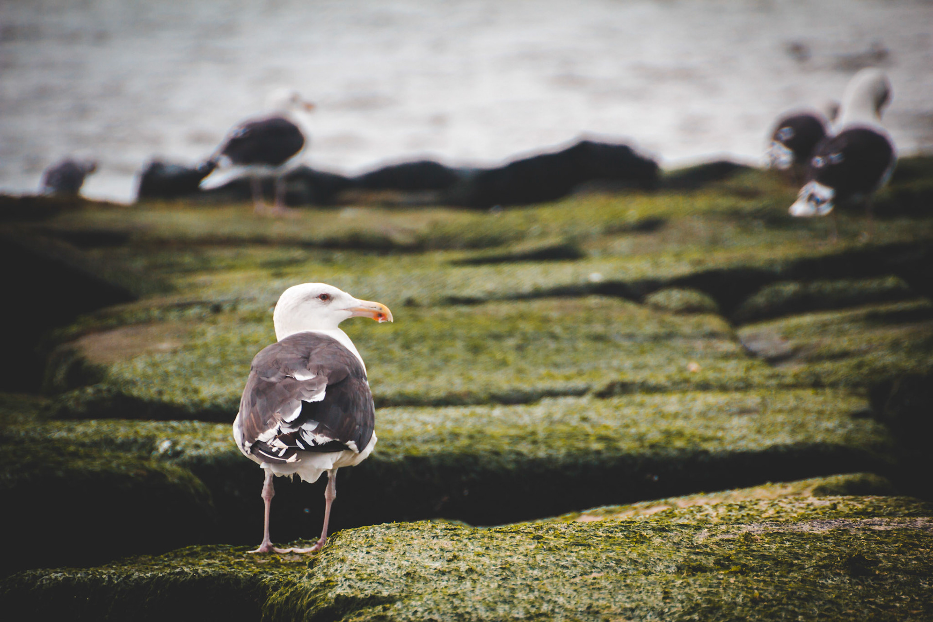 Seagul