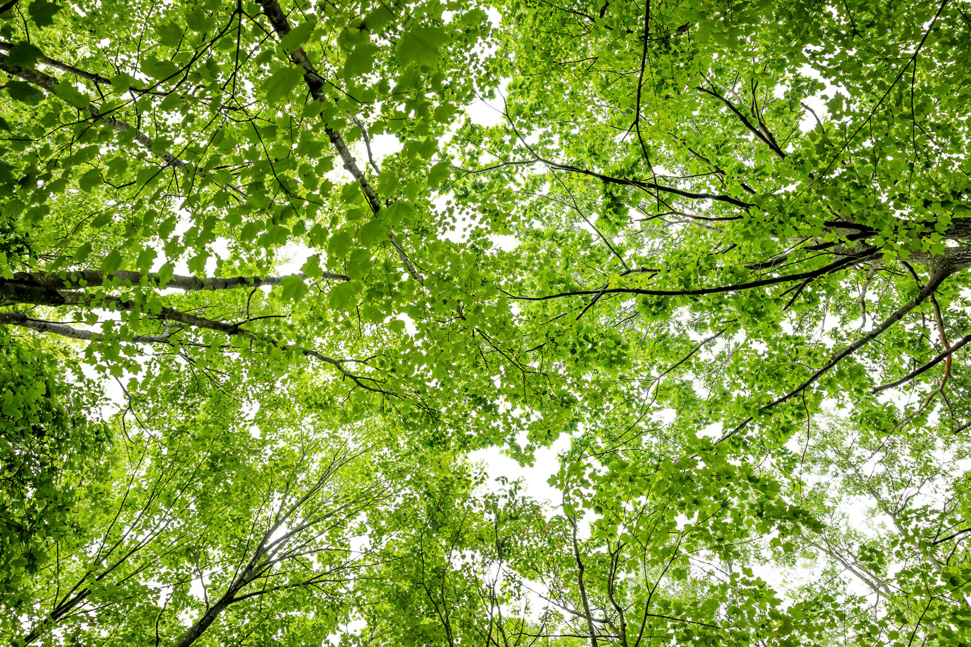 Trees