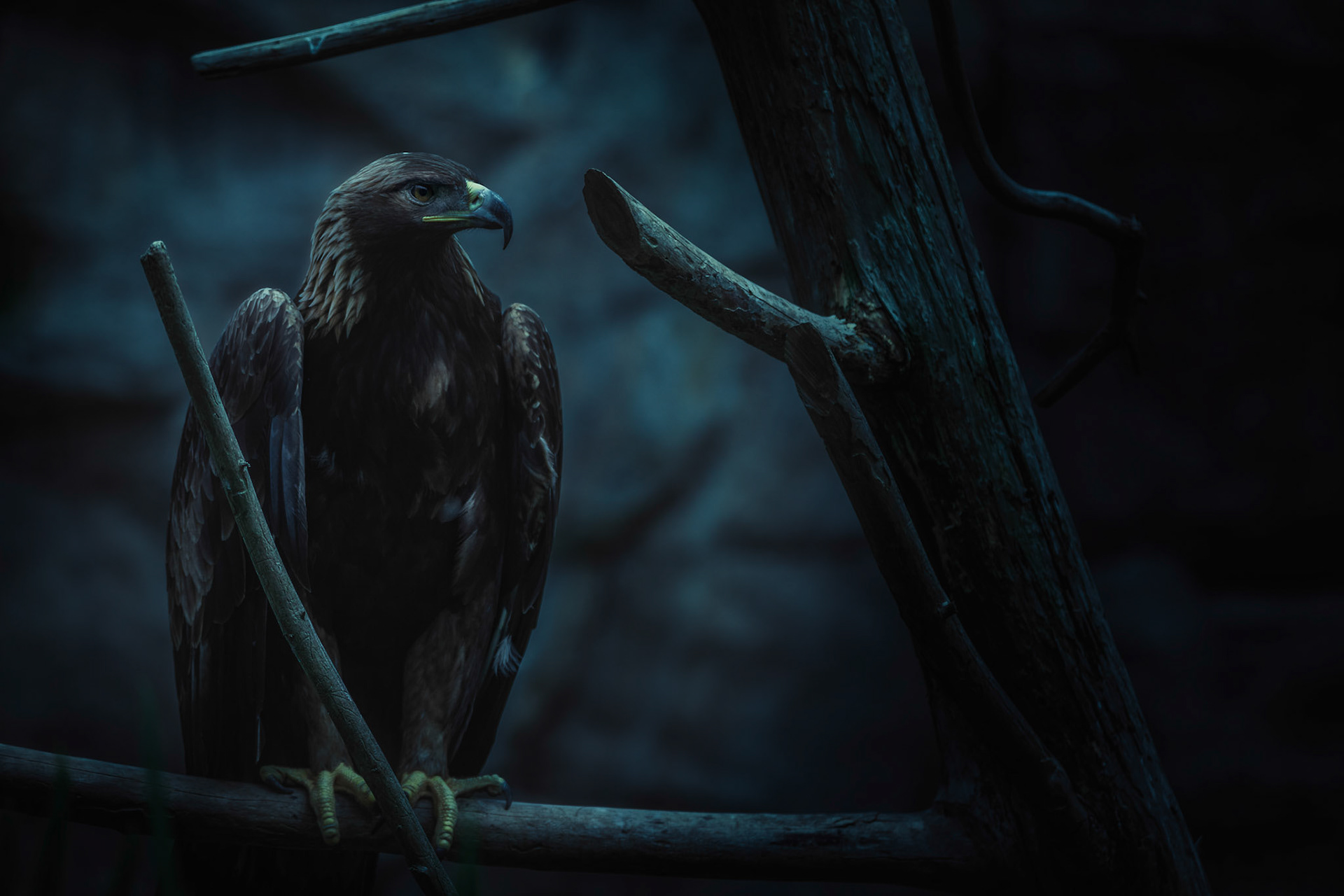 Golden Eagle 2