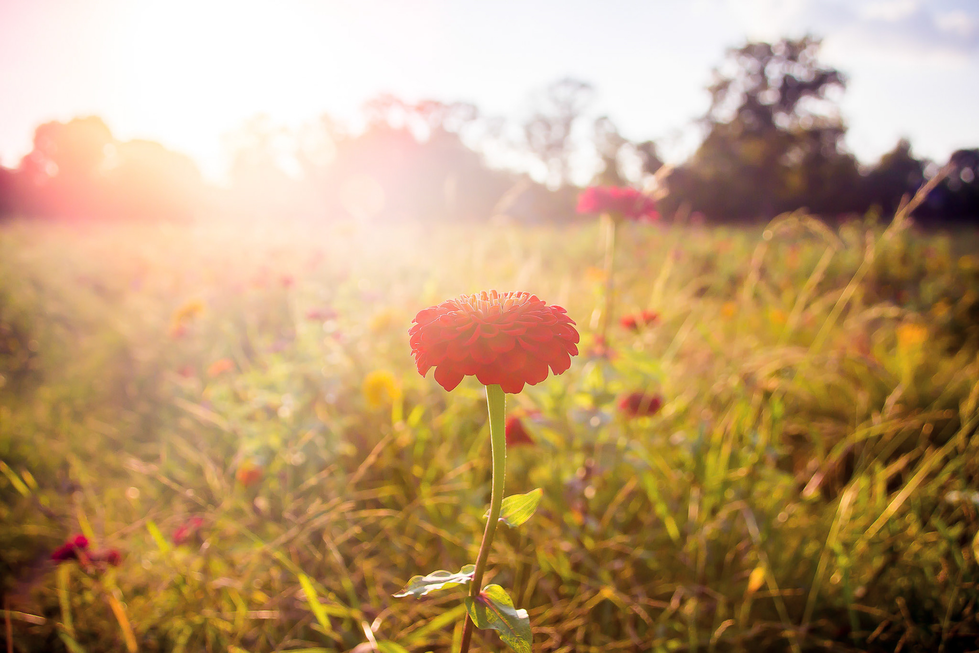 Wildflower2