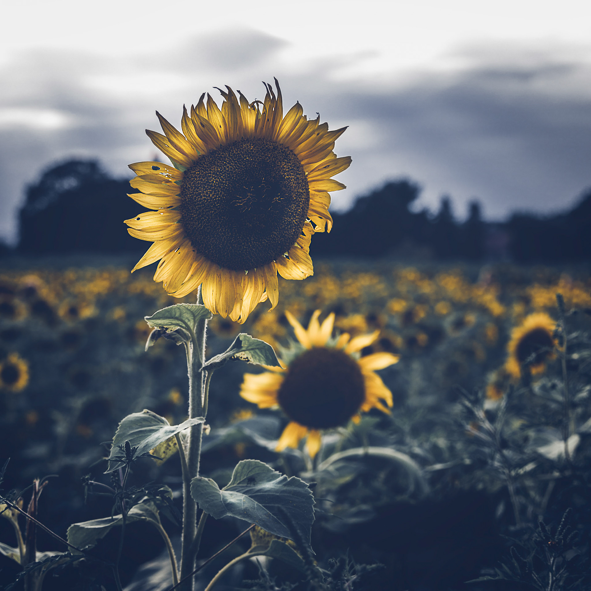 Sunflower
