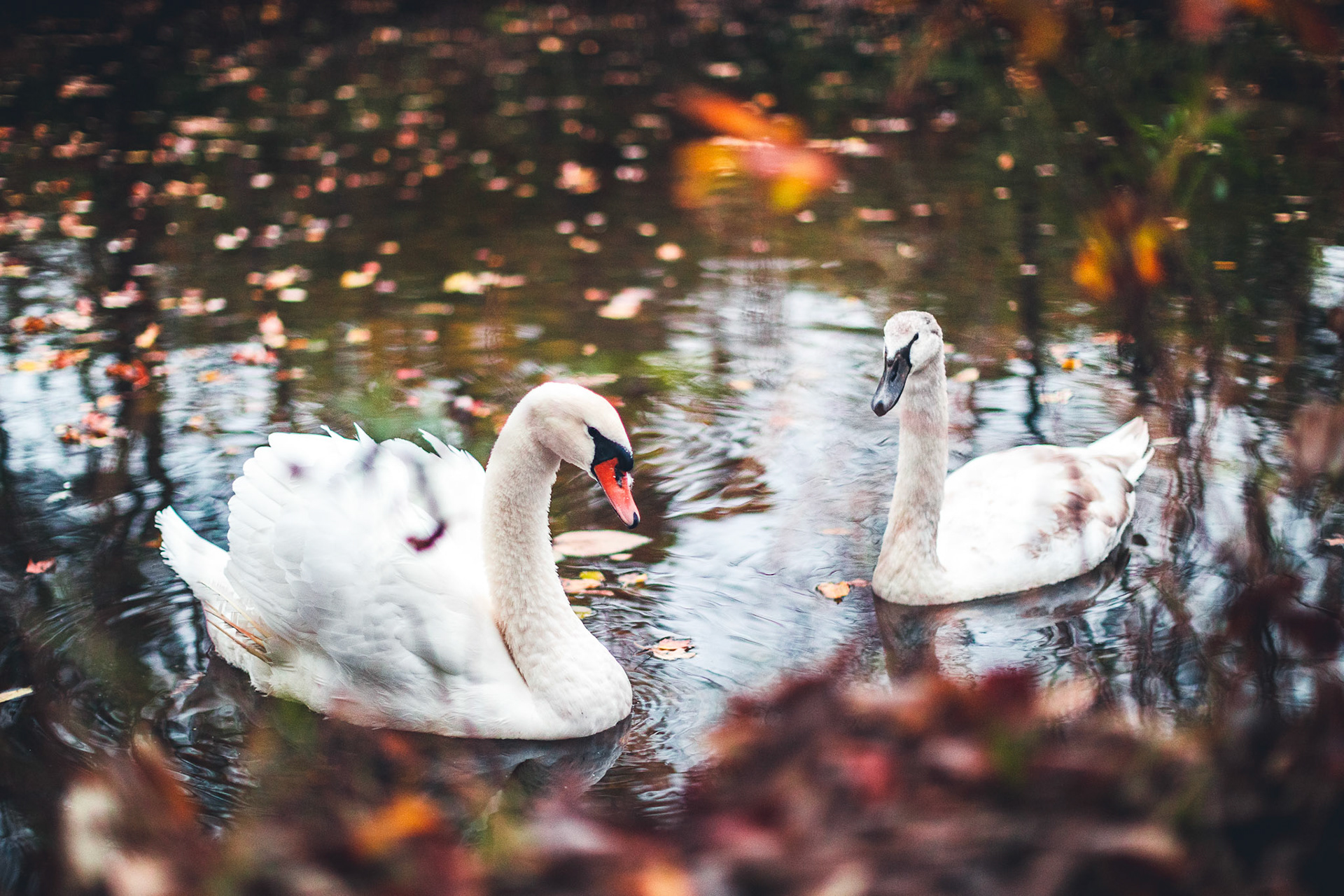 Swan 2