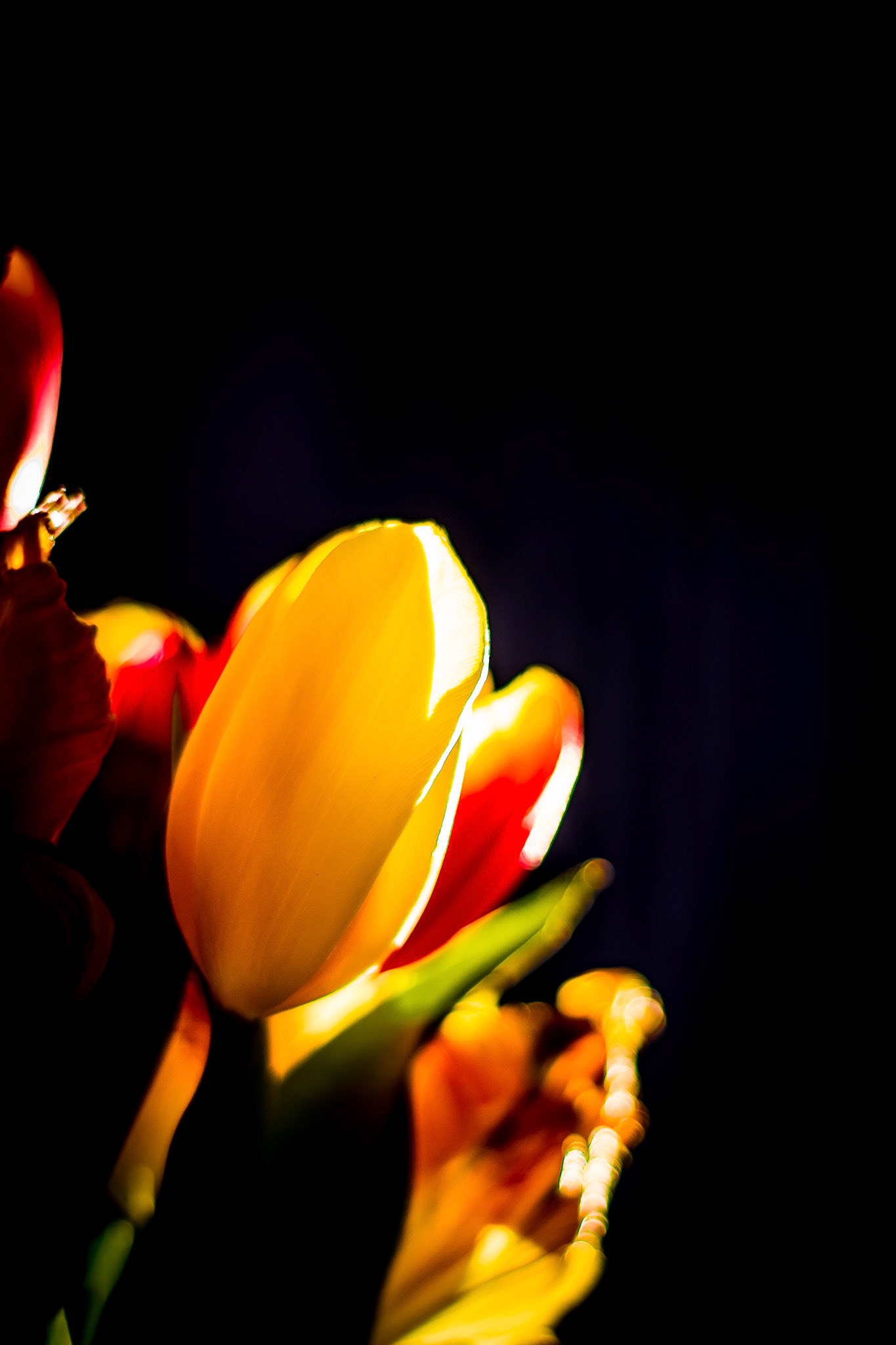 Yellow Flower
