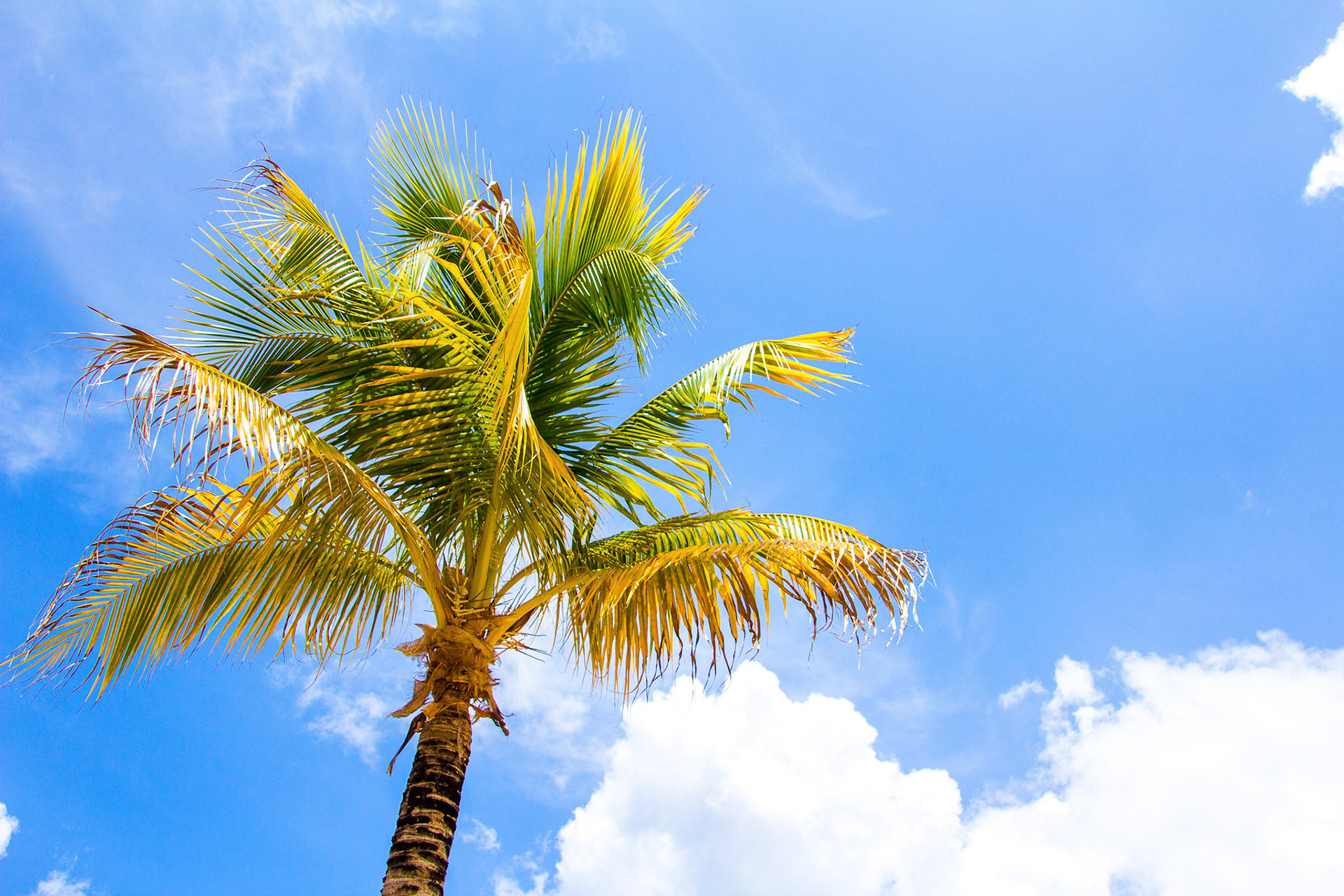 Palm Sun