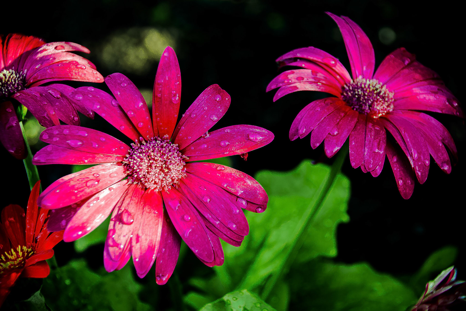 Purple Flowers