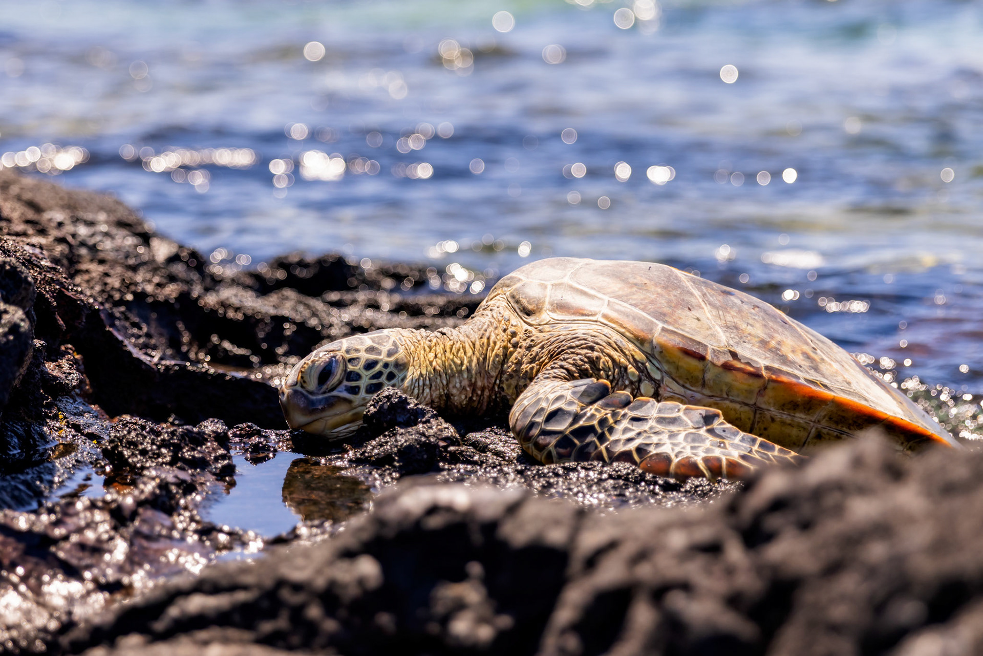 Turtle Hawaii