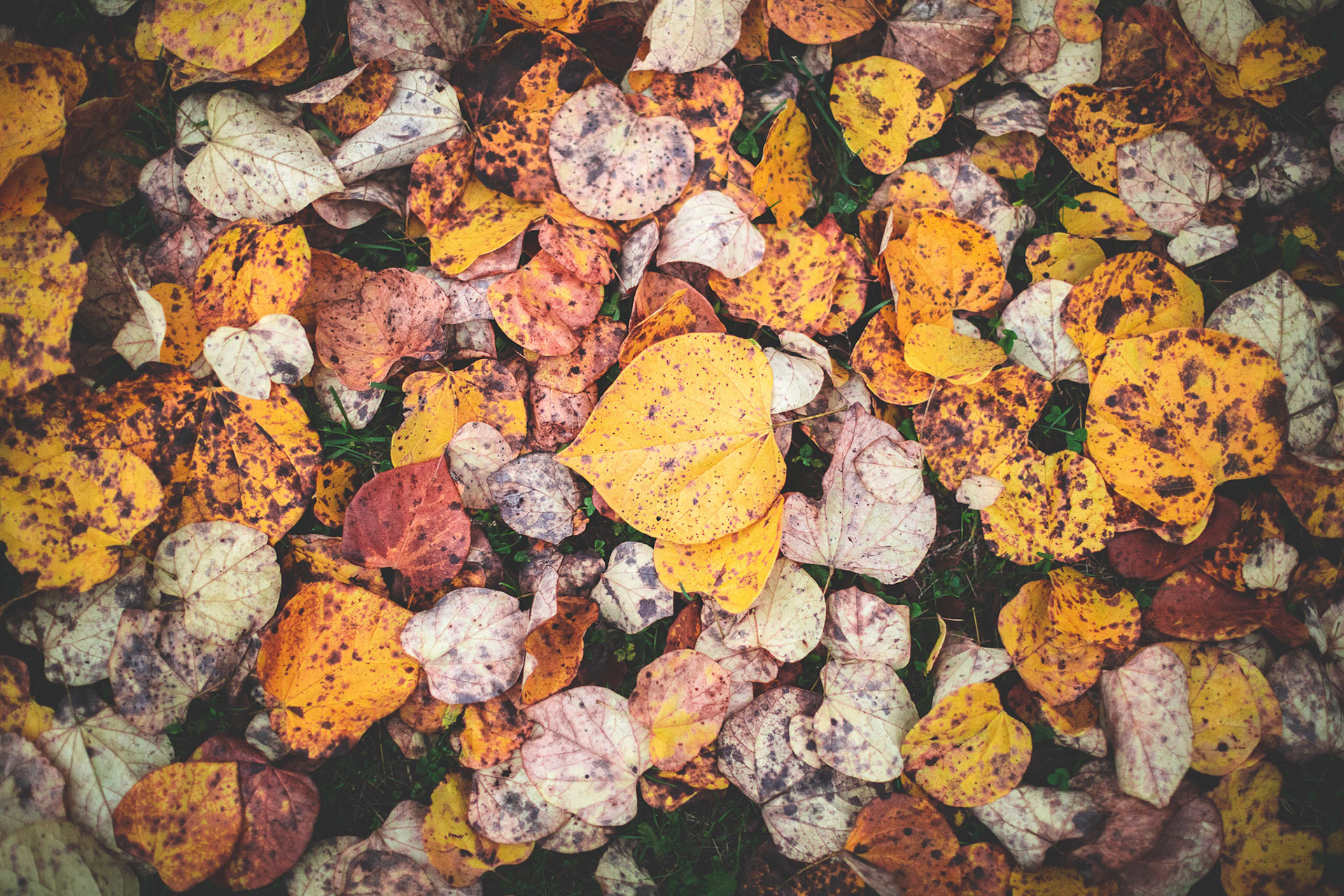 Fall Leaves